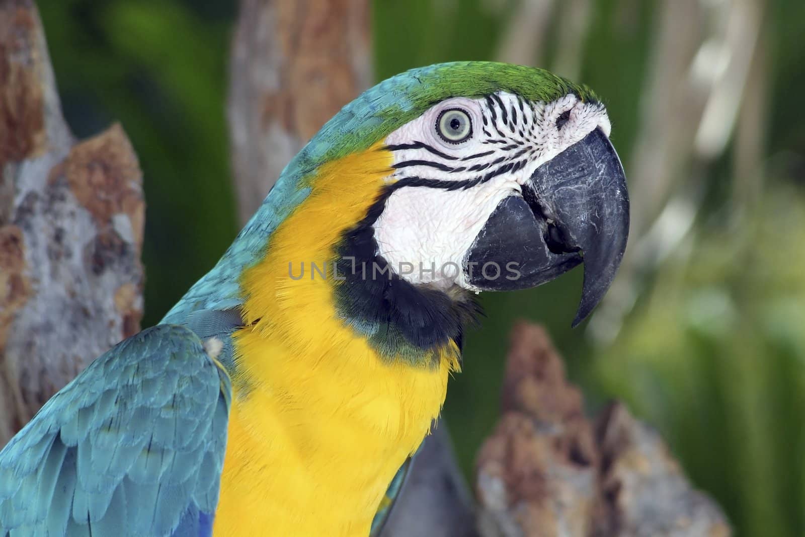 Portrait of a colorful Macaw