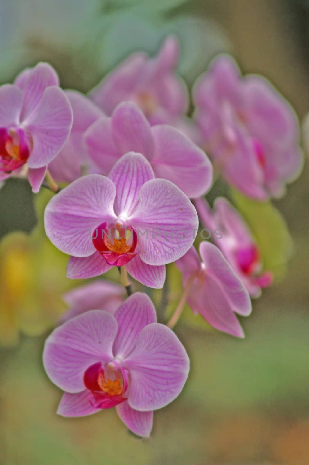 colorful abstract orchid background