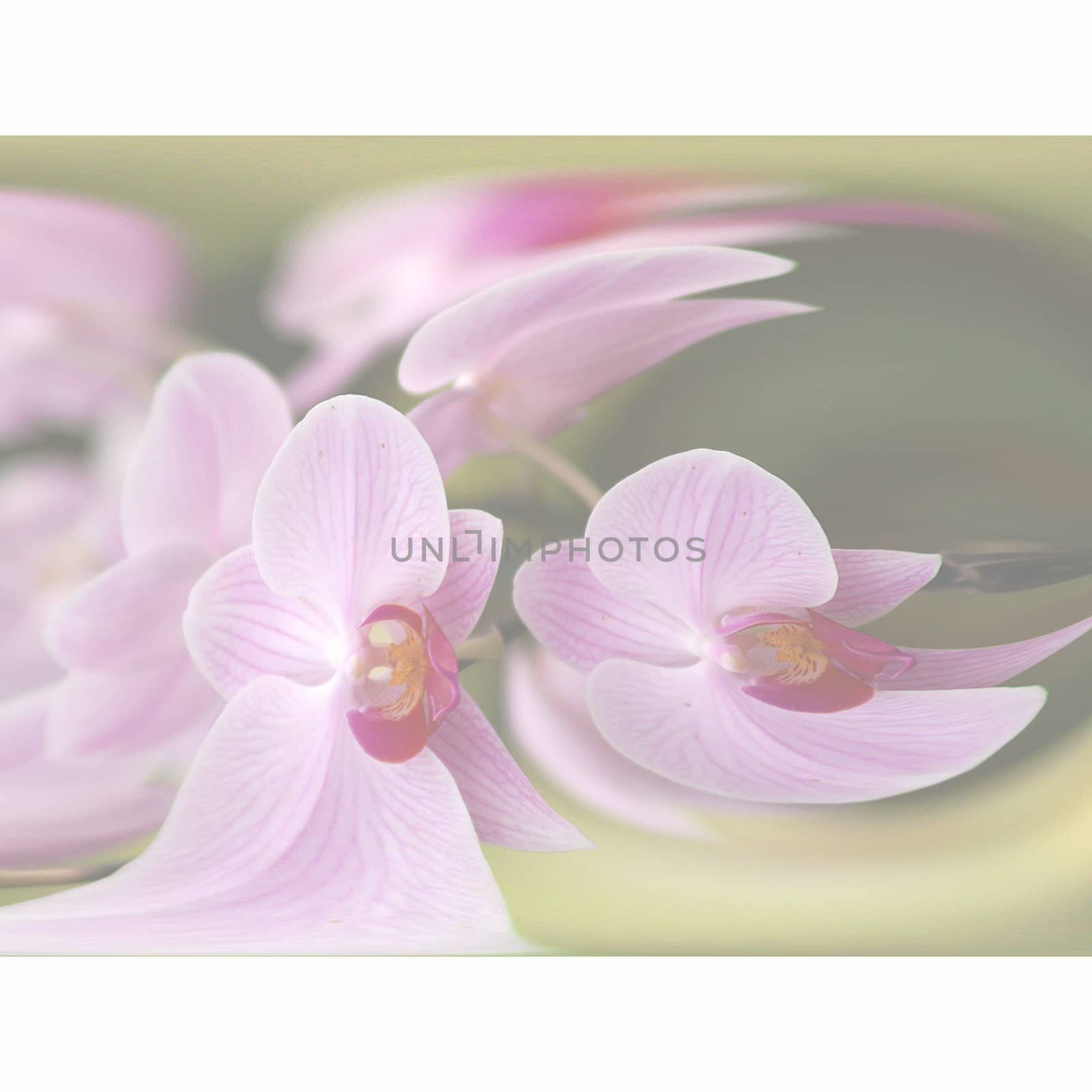 pastel abstract orchid by Maya