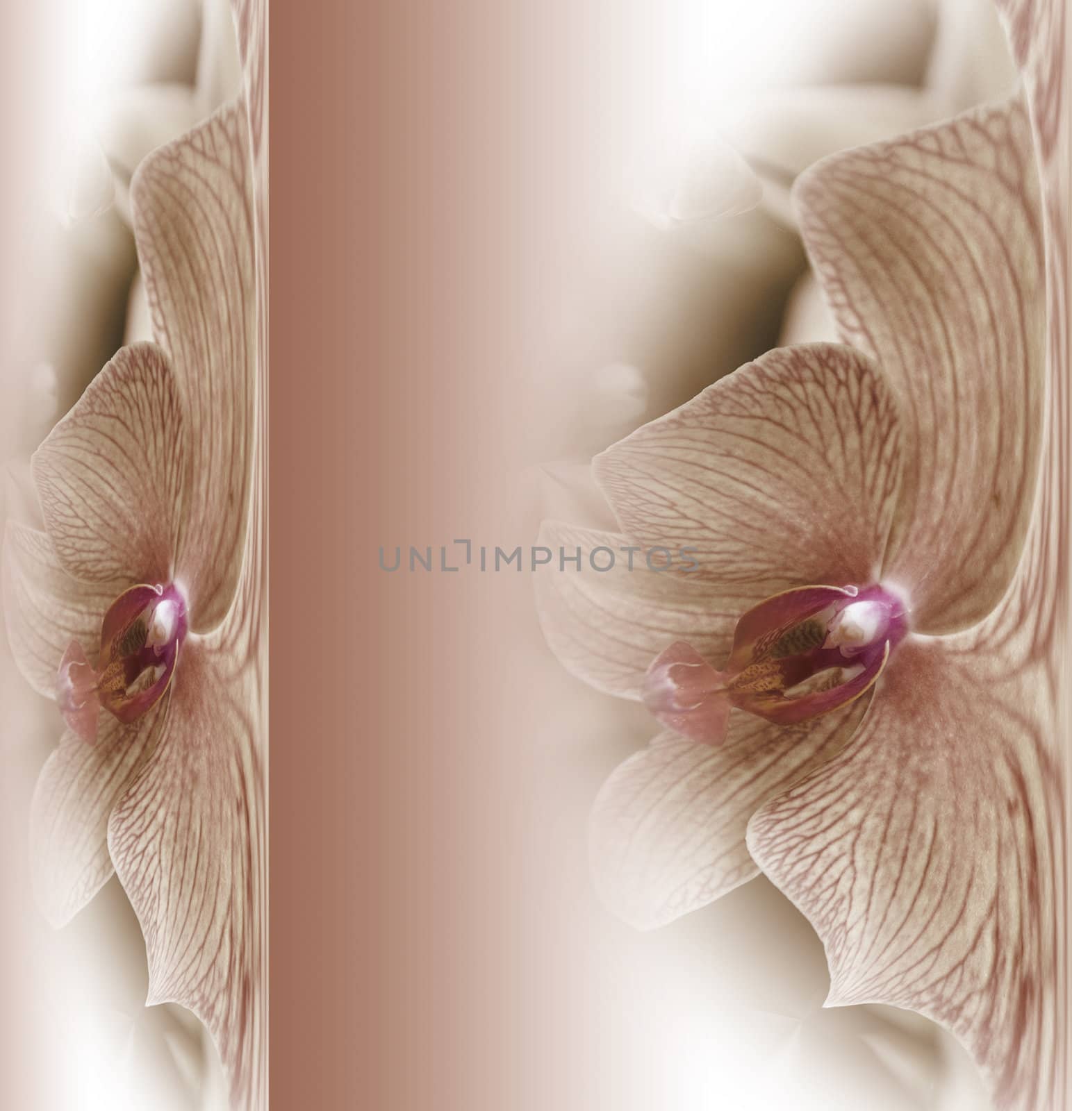 dreamy orchid background by Maya