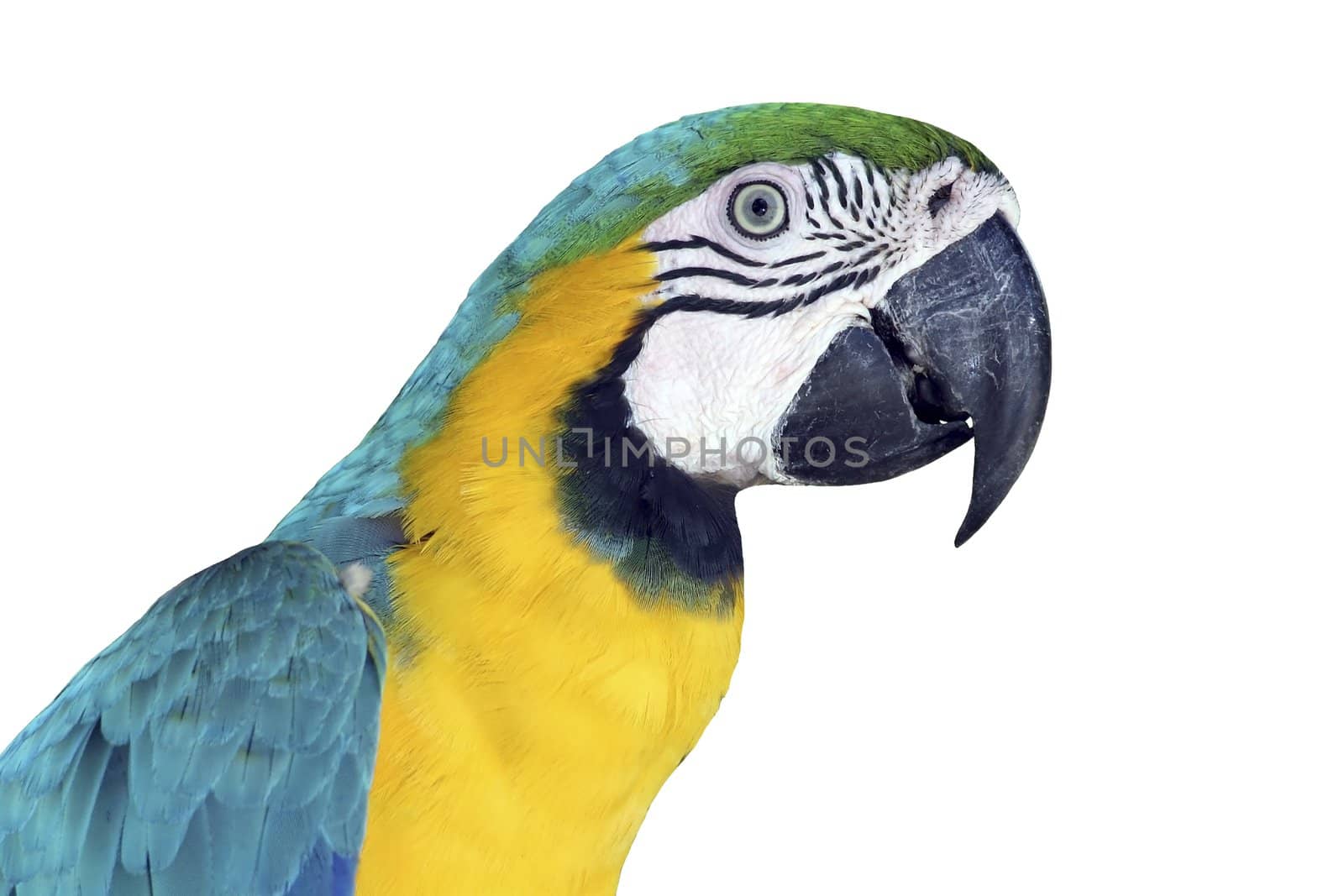 Portrait of a colorful, isolated Macaw