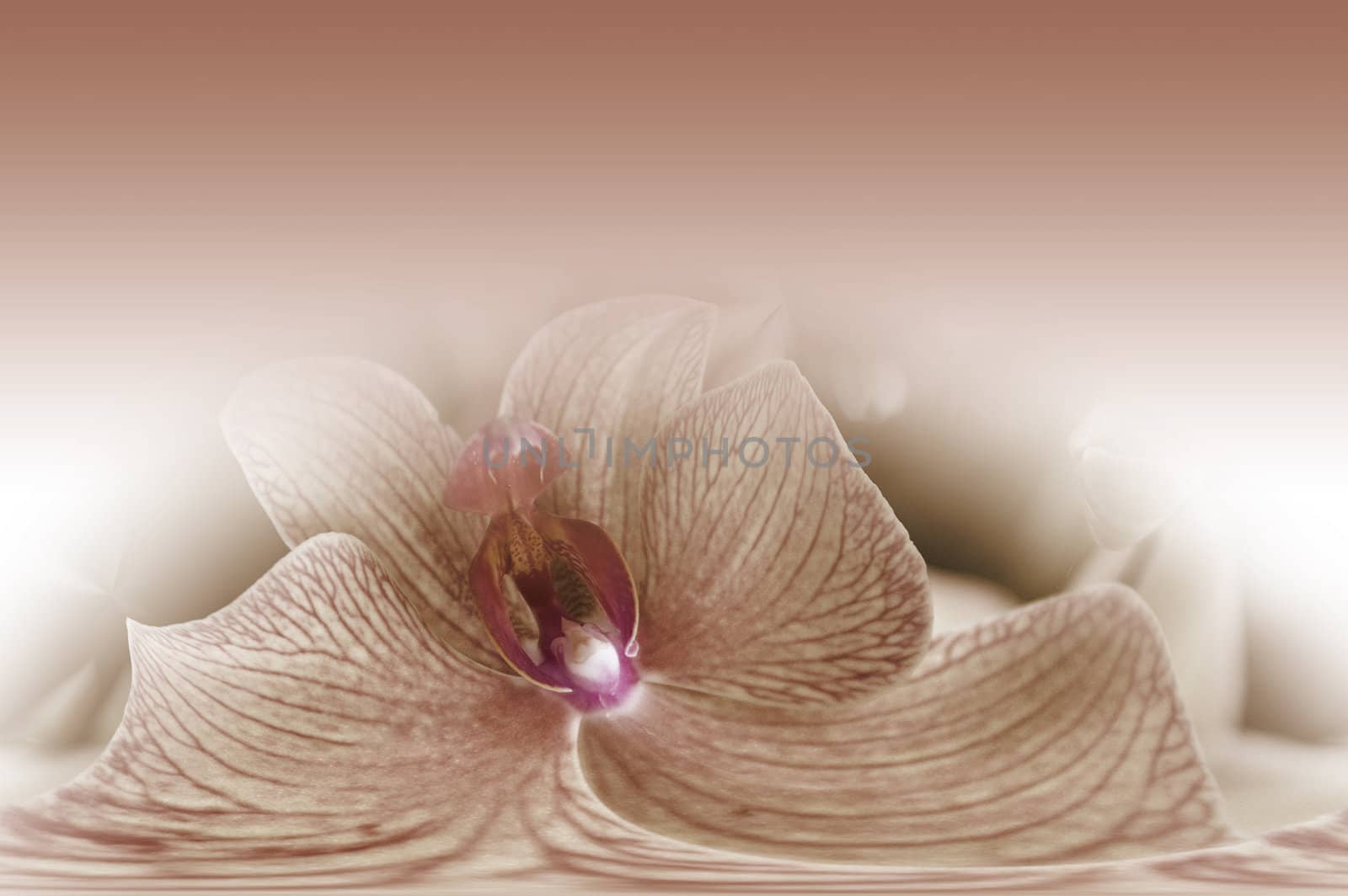 dreamy abstract vintage orchid by Maya