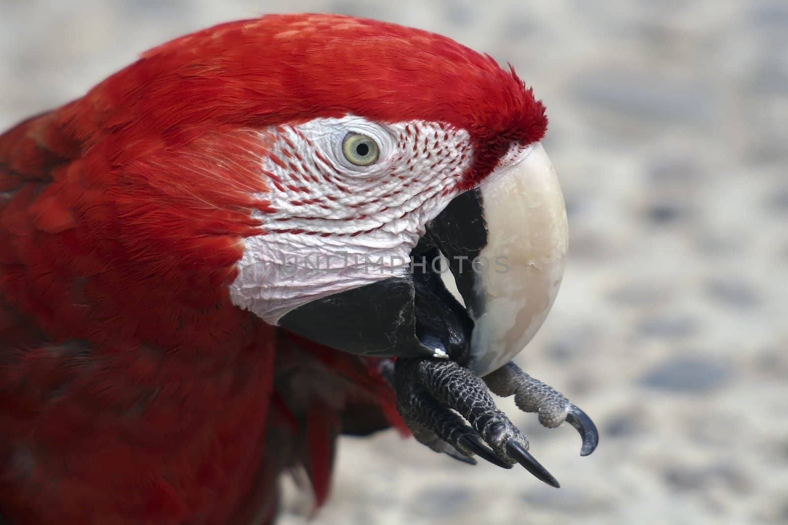 Portrait of a red Macaw