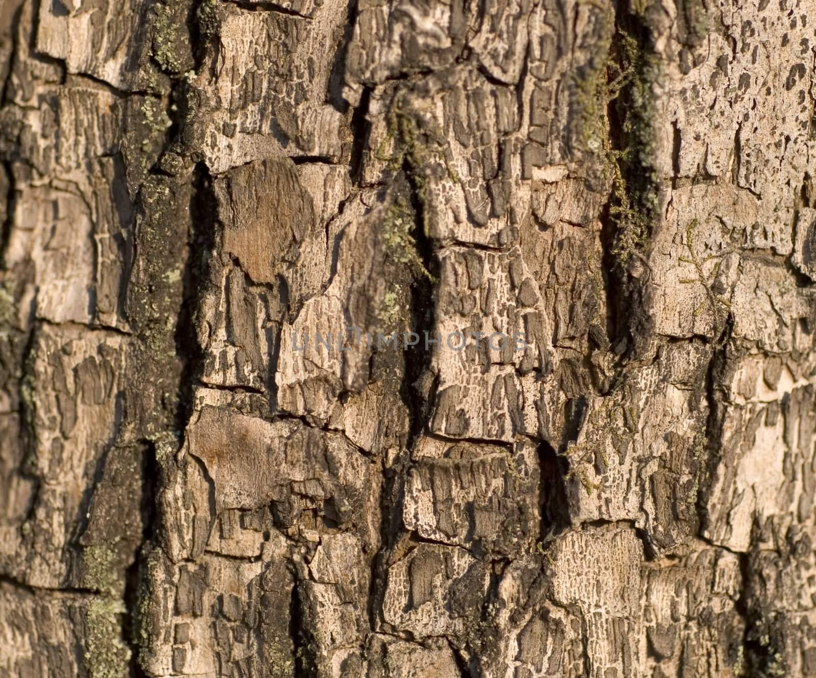 Textured close up of tree bark, brown with rough surface.