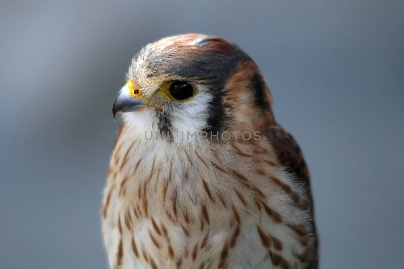 Portrait of a young falcon