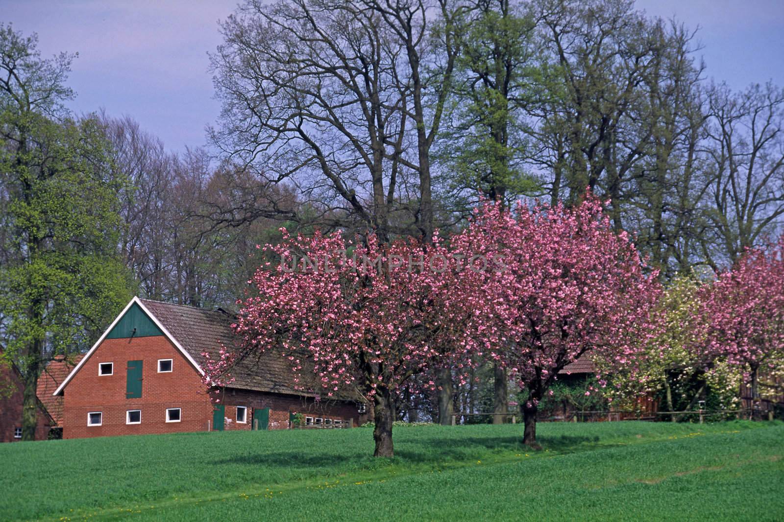 Timbered house in Holperdorp in spring with cherry trees, Tecklenburger Land, North Rhine-Westphalia, Germany.
