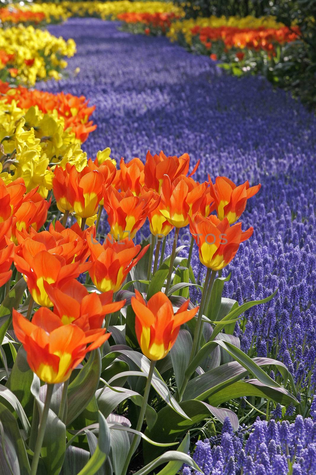 Tulipa 'World Legend', Darwin-Hybrid-Tulpe