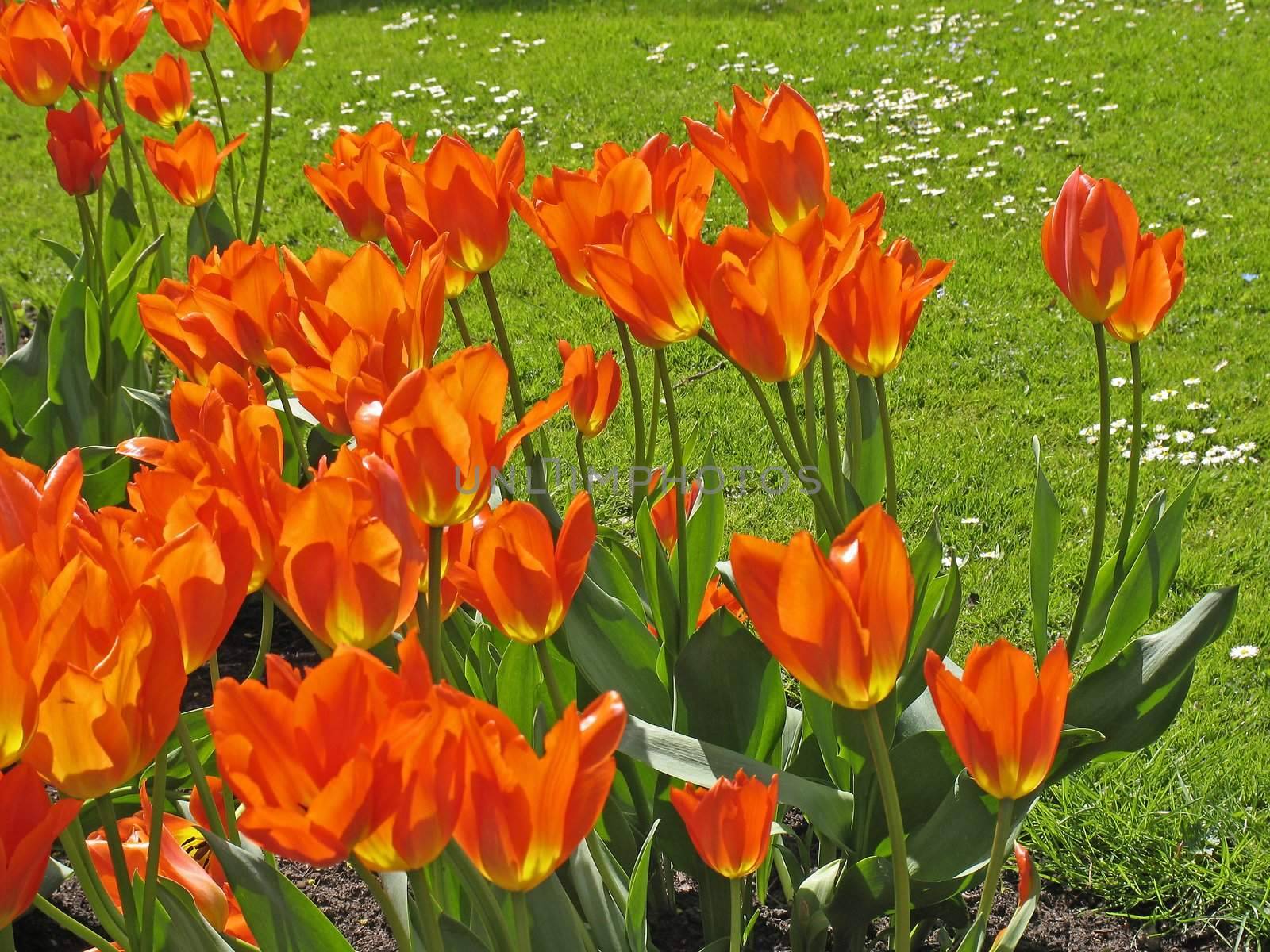 Tulipa, Tulpe by Natureandmore