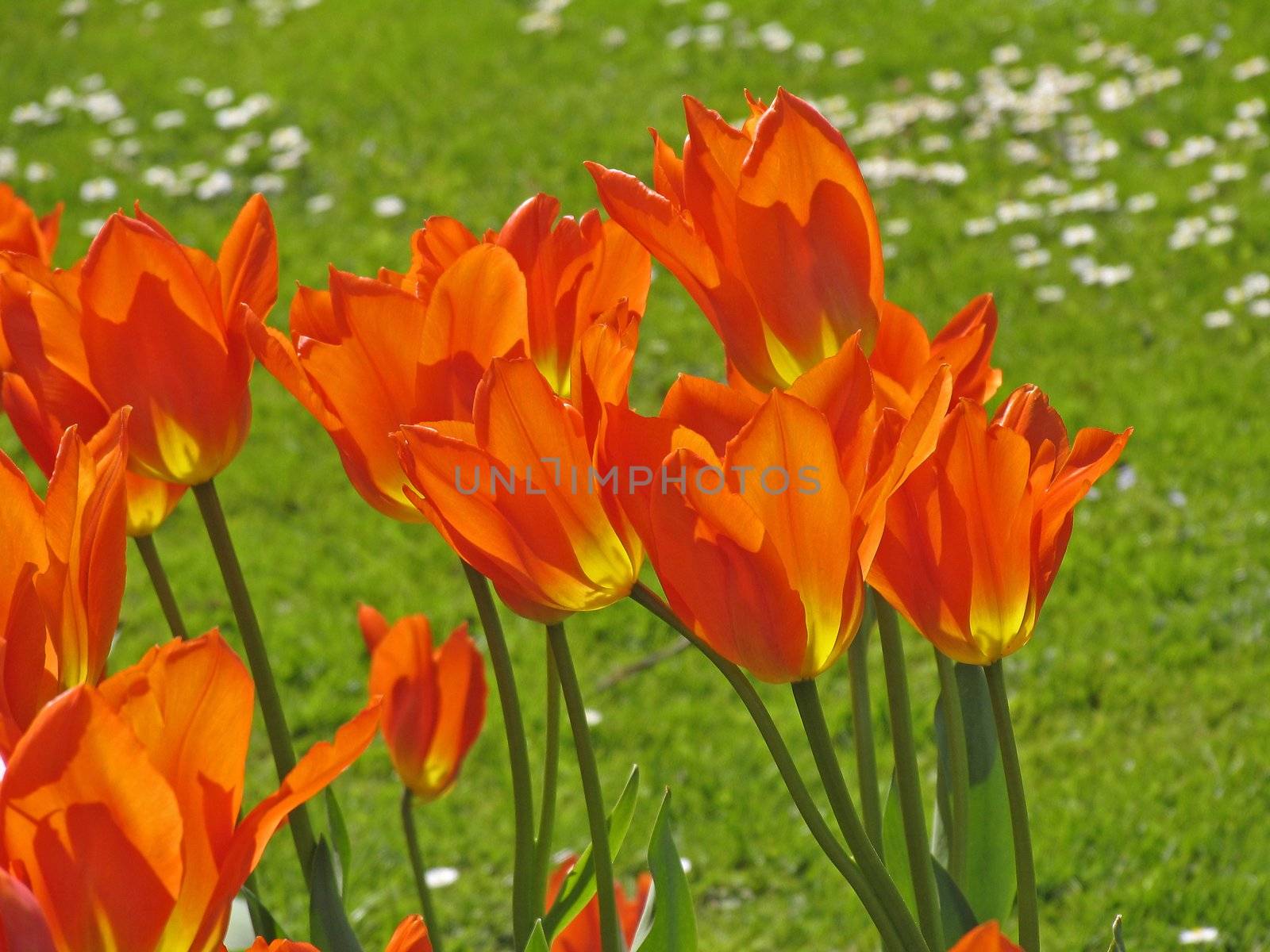 Tulipa, Tulips by Natureandmore