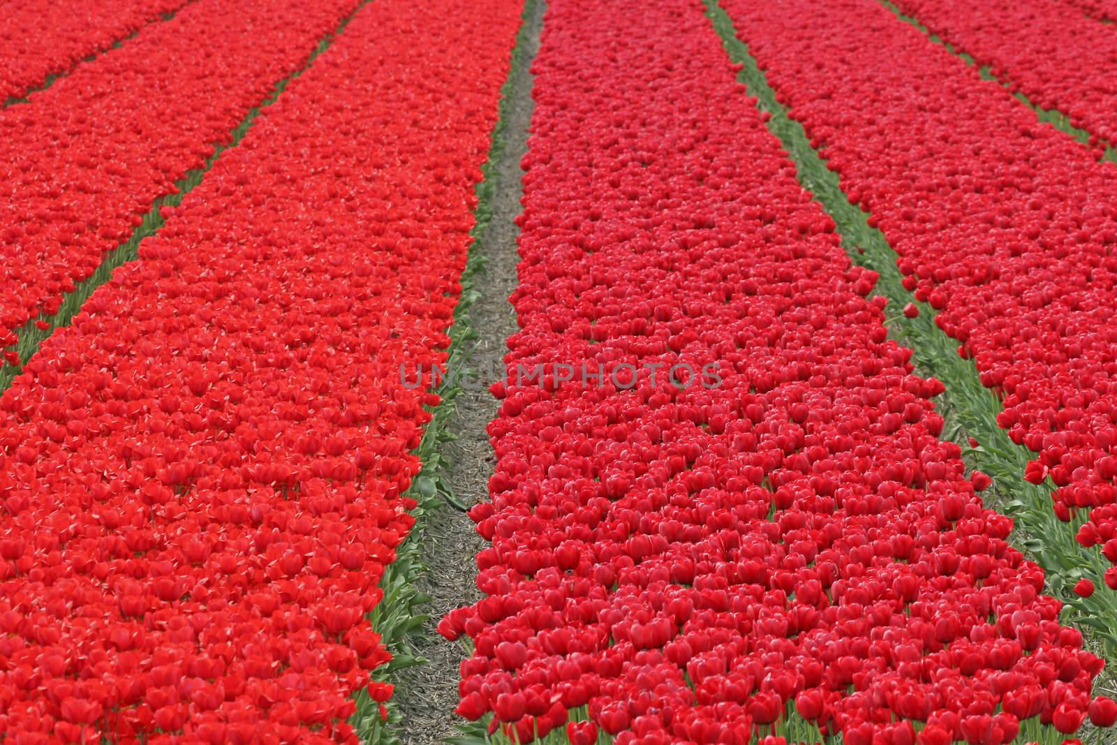Tulipa, Tulips near Wassenaar. Tulpenfeld bei Wassenaar, Tulpen-Feld, Blumenfeld, Blumenfelder