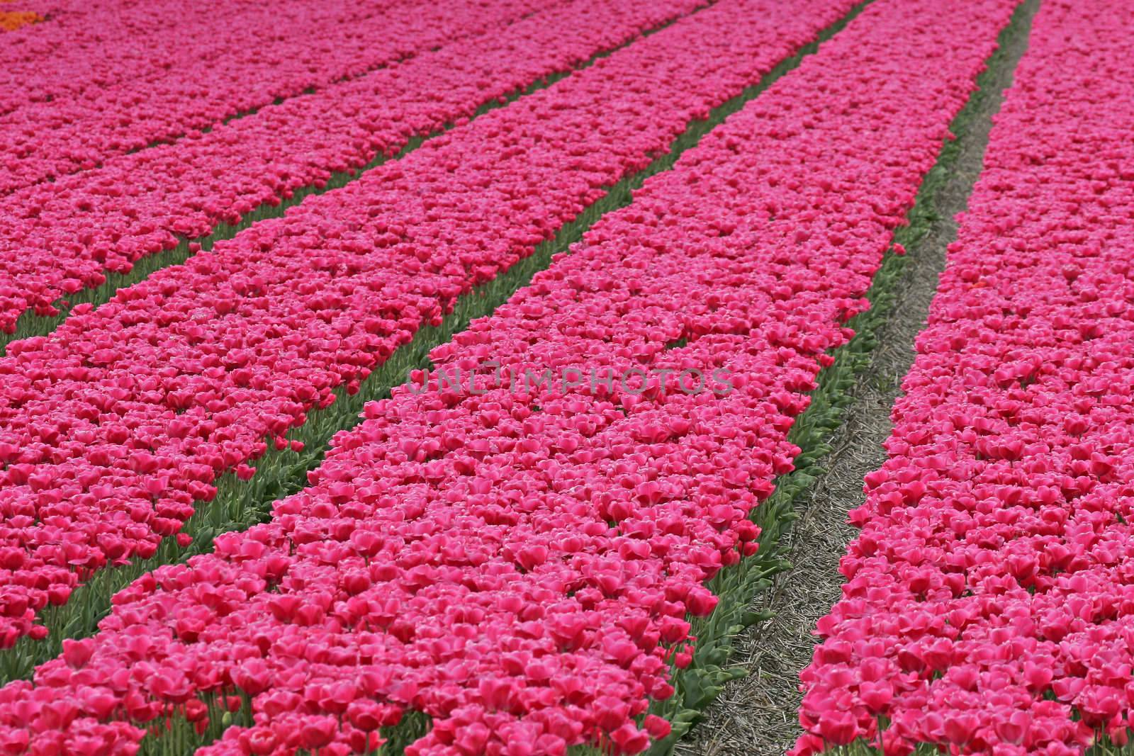 Tulipa, Tulpenfeld bei Wassenaar by Natureandmore