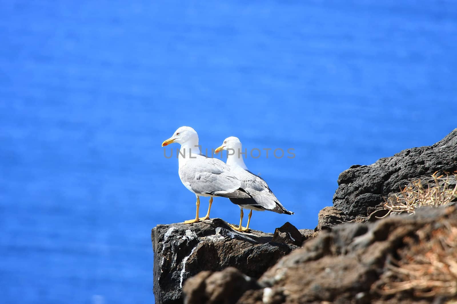 Two Sea-Gulls standing together on a rock high over the ocean
