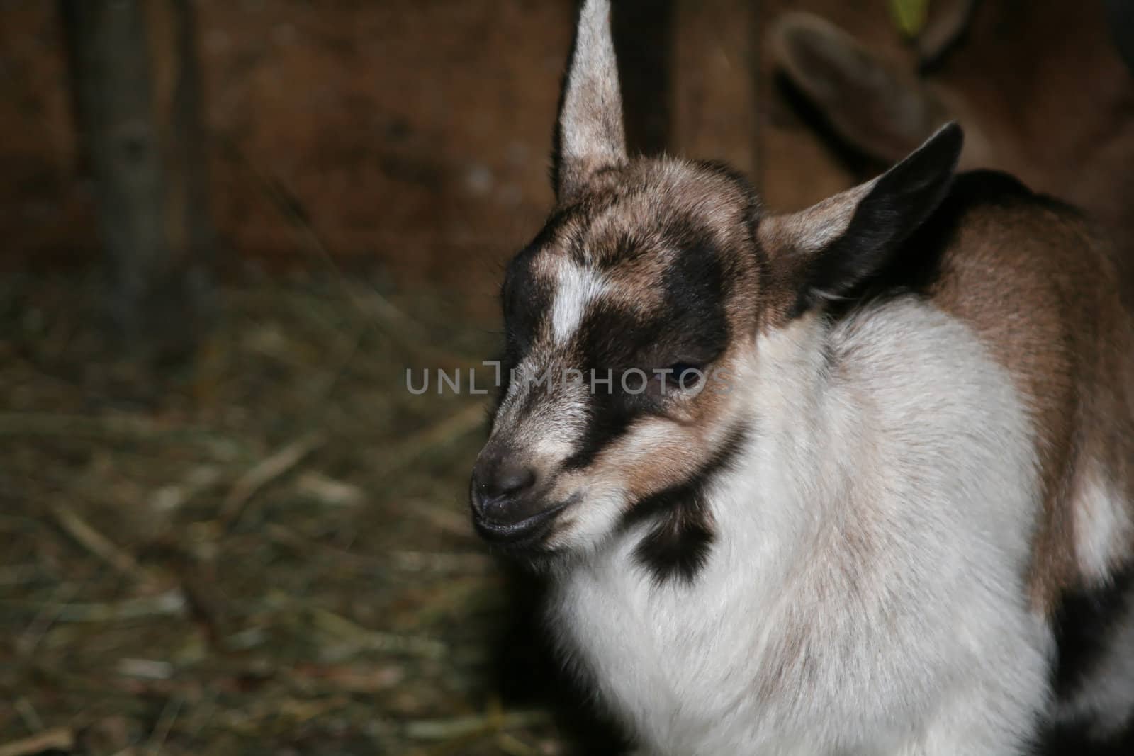 Young Goat by monner