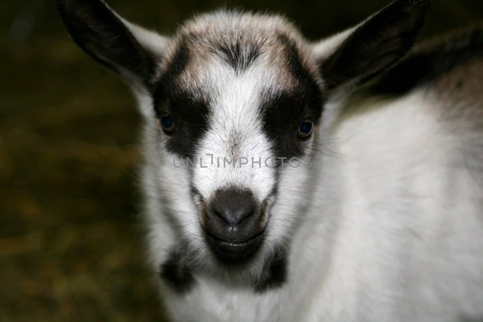 Portrait of a young goat
