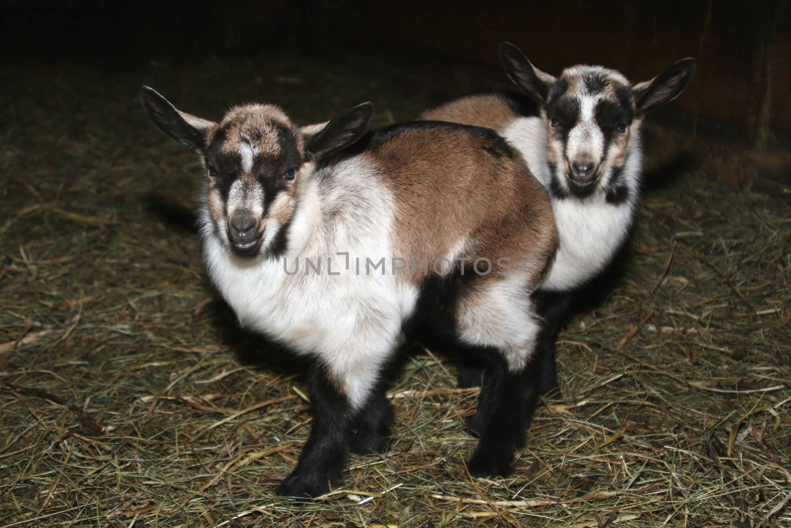 Two young goat babies staying close together