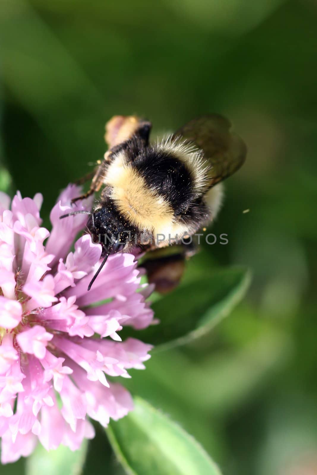 Bumblebee sucking nectar on a red clover  by monner