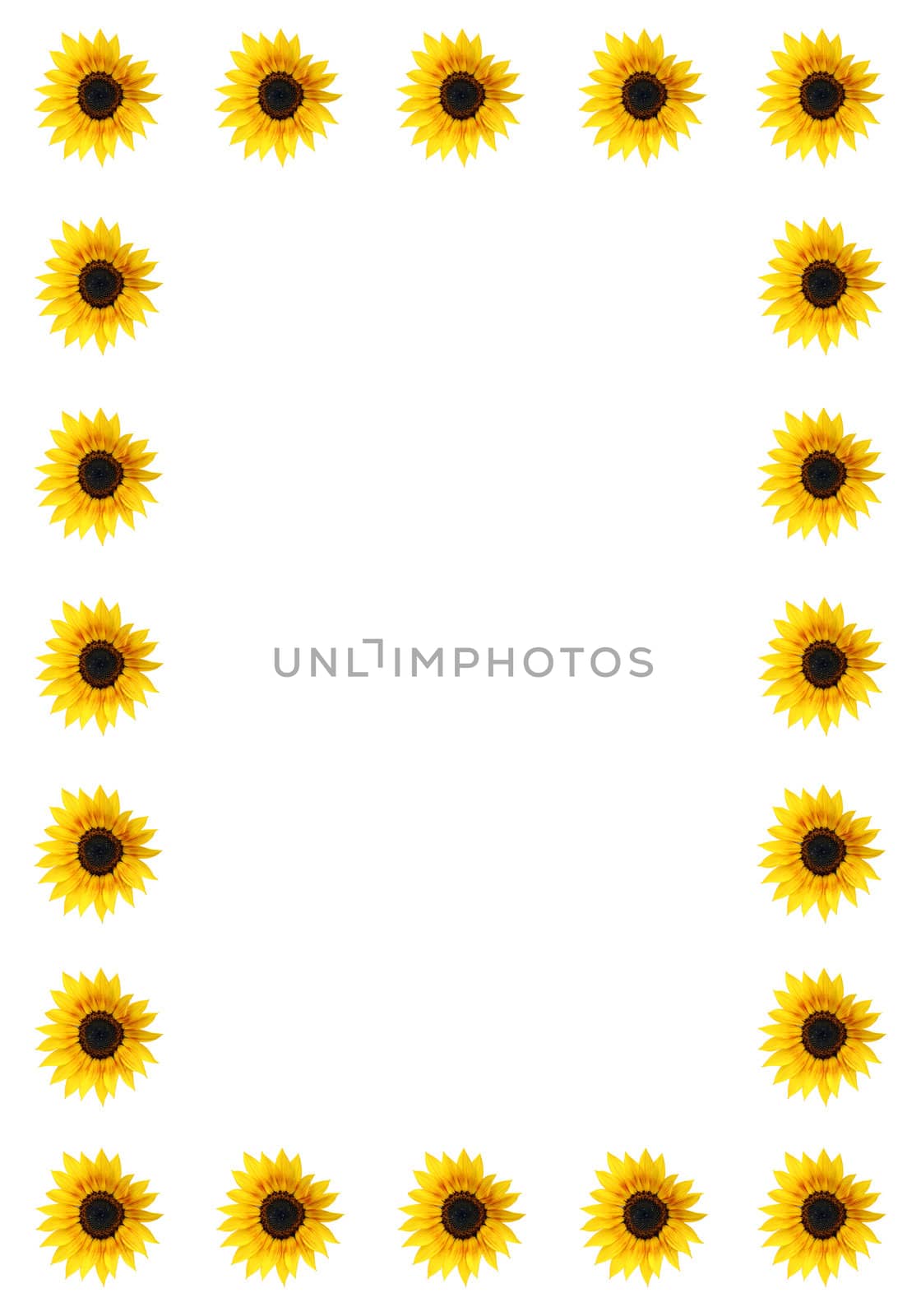 Border of sunflowers isolated on a white background