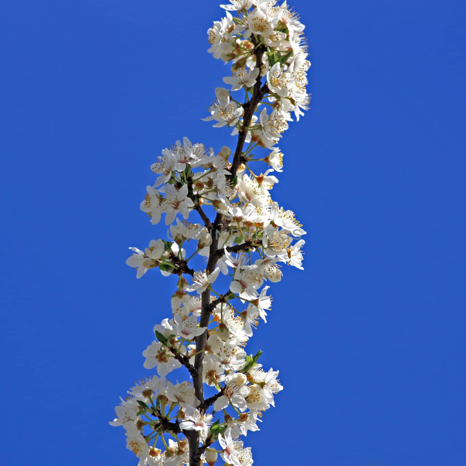 Cherry tree branch in bloom by monner