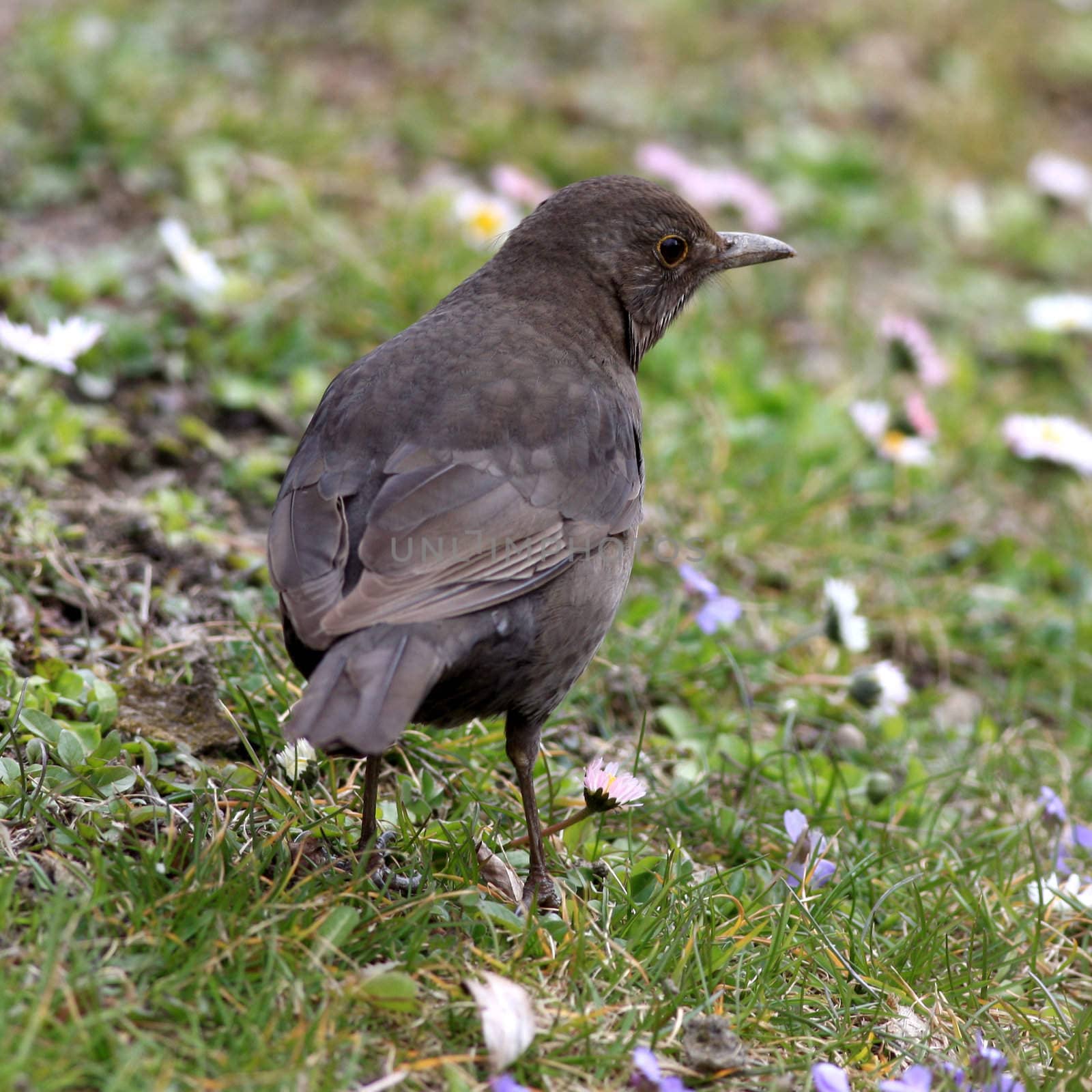 Blackbird by monner