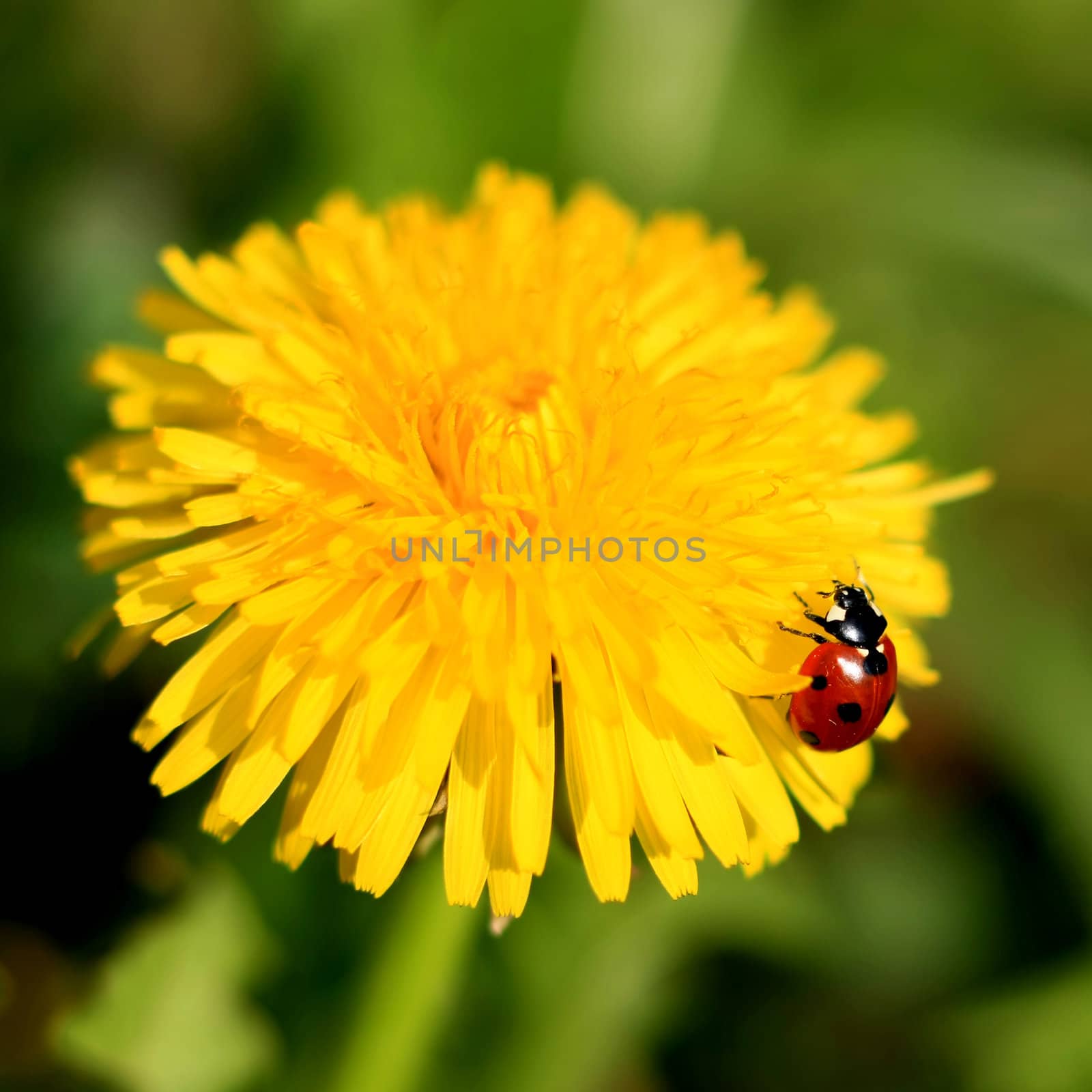 Ladybug on a Yellow Flower by monner