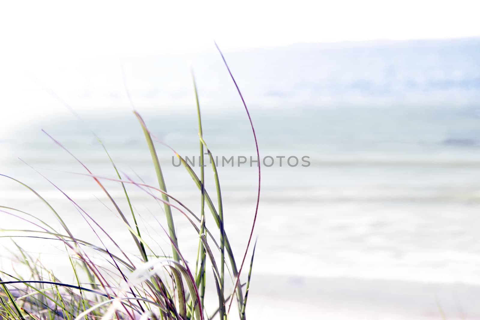 tall grass on the sand dunes in kerry ireland