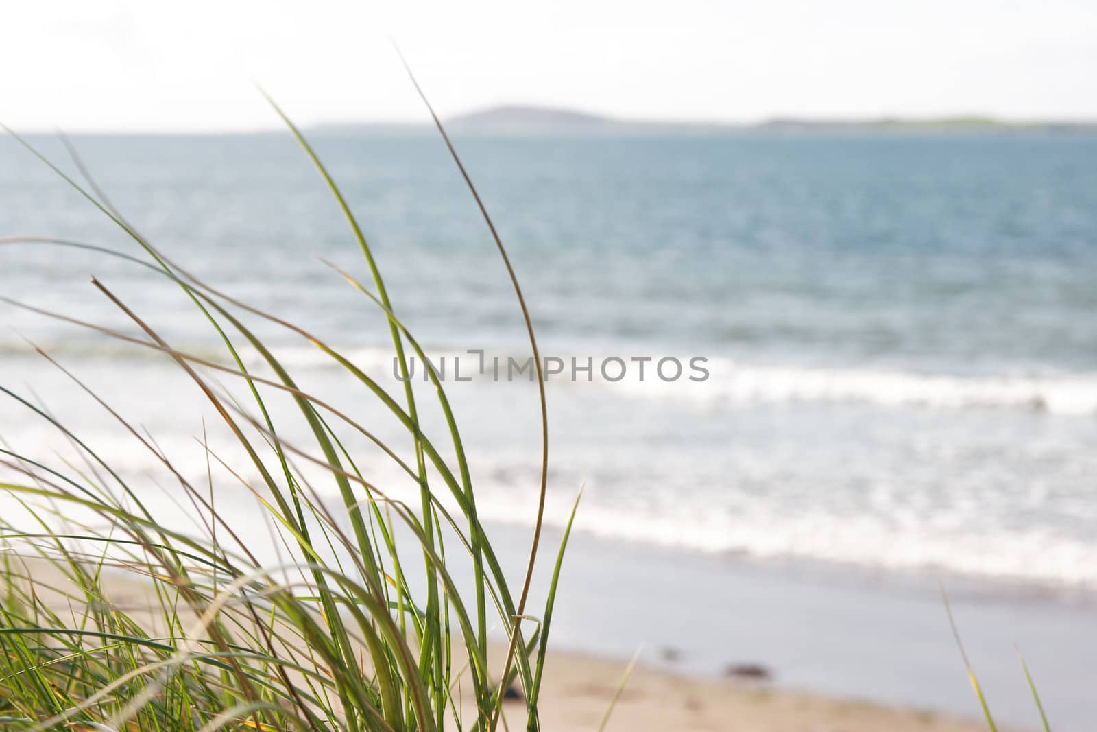 tall grass on the sand dunes in kerry ireland