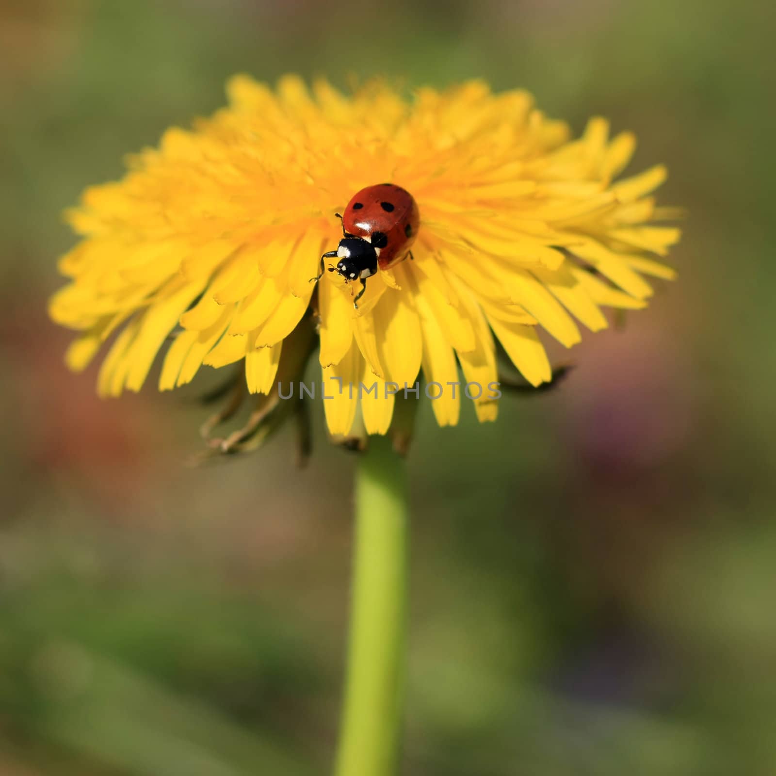 Ladybug on a Yellow Flower by monner