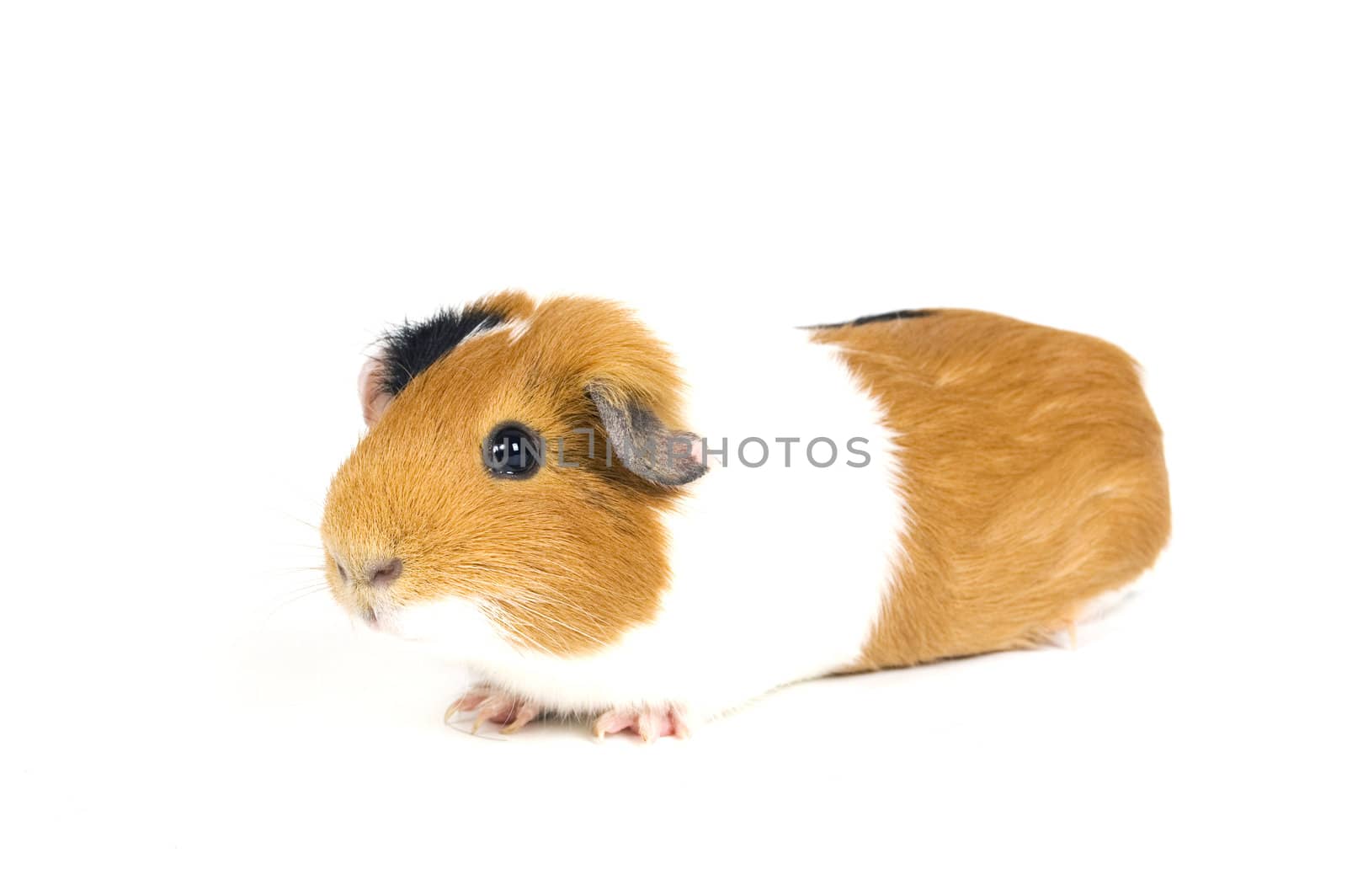 guinea pig against a white background

