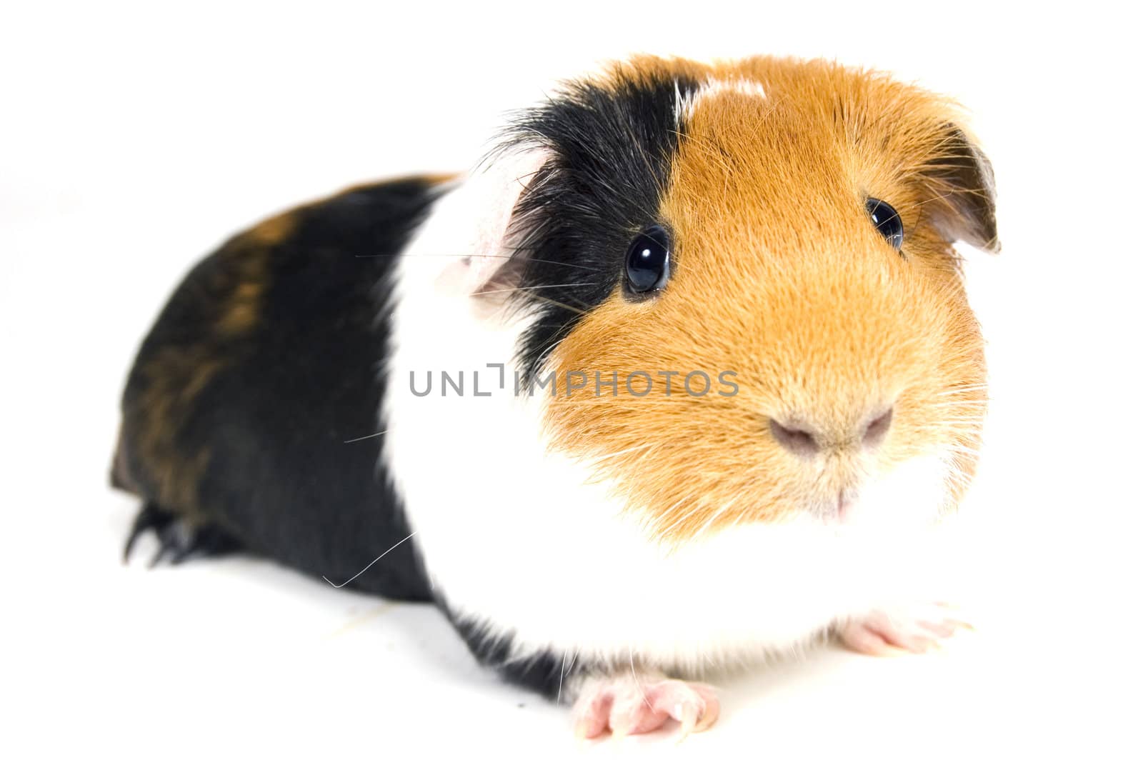 guinea pig against a white background by ladyminnie