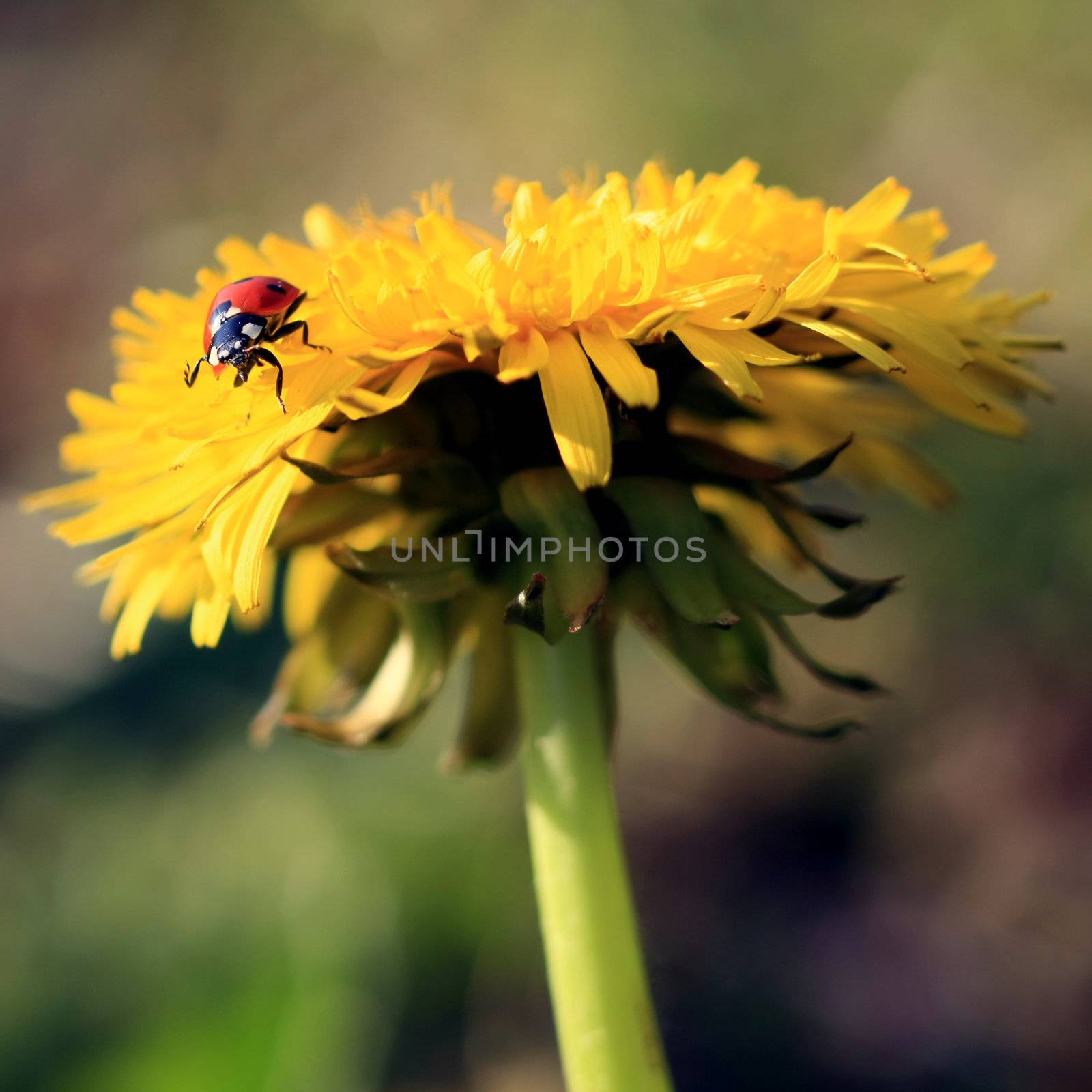 Colorful ladybug crawling on a yellow dandelion