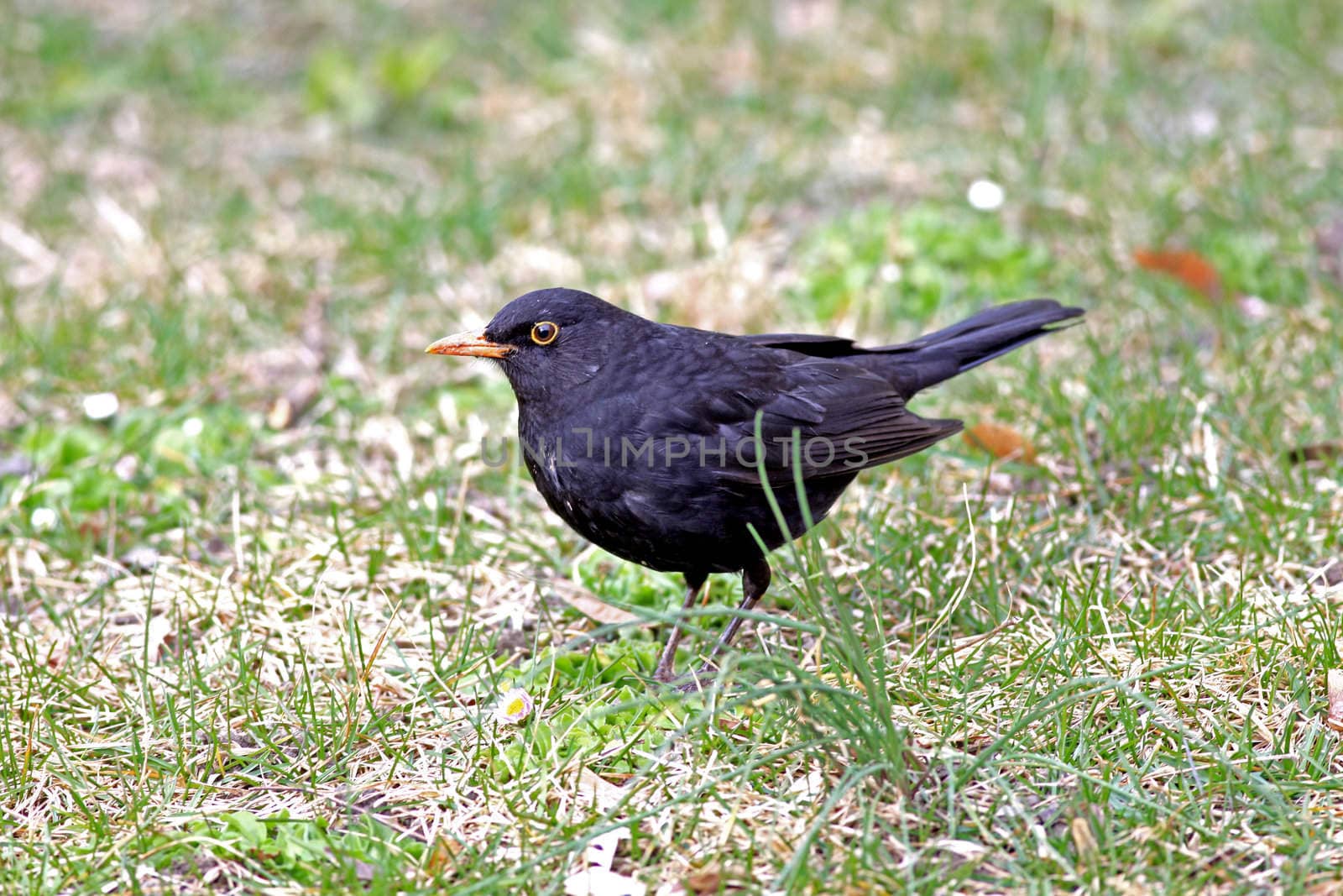 Blackbird by monner