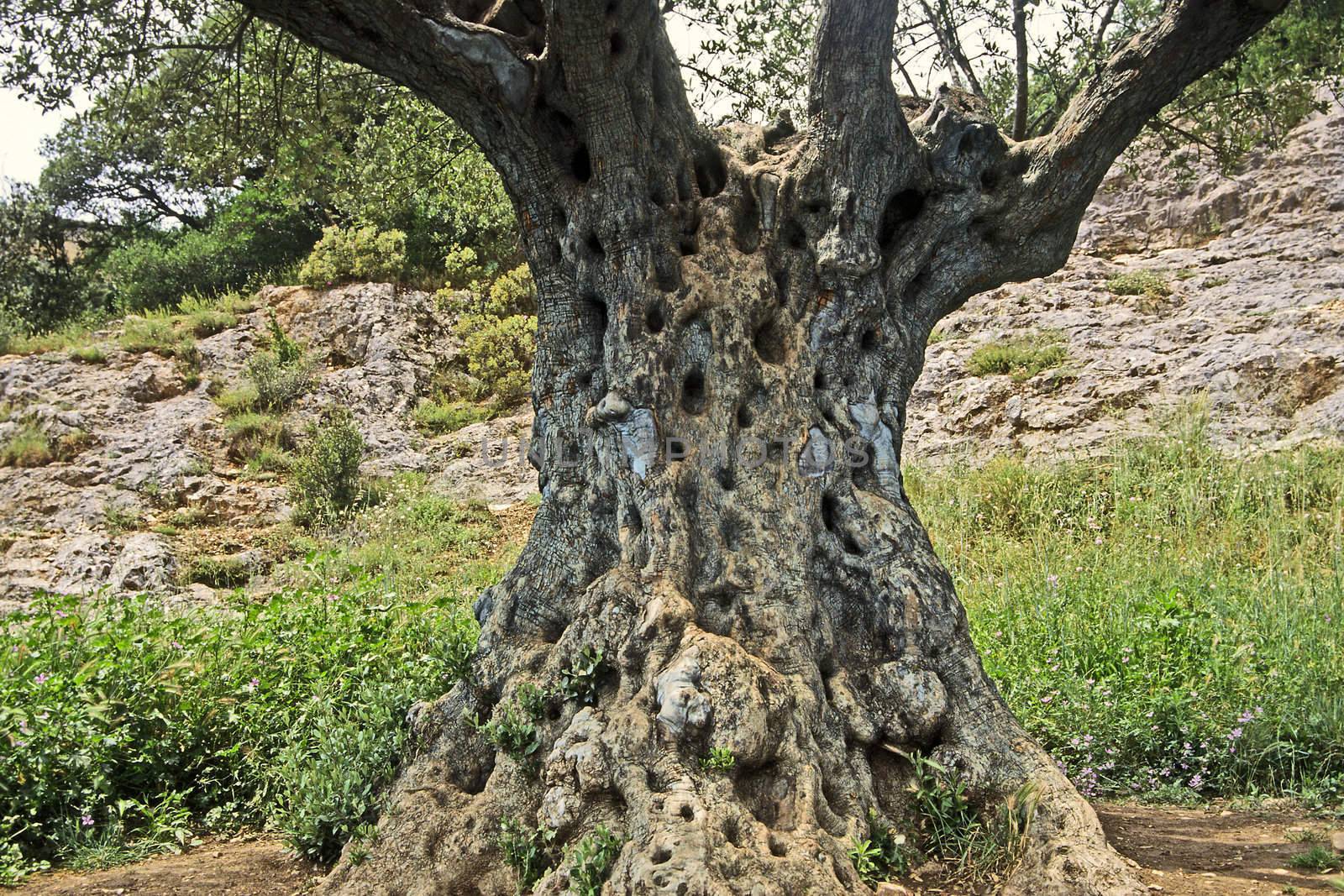 Olea europaea, old Olive tree, Ölbaum am Pont du Gard by Natureandmore