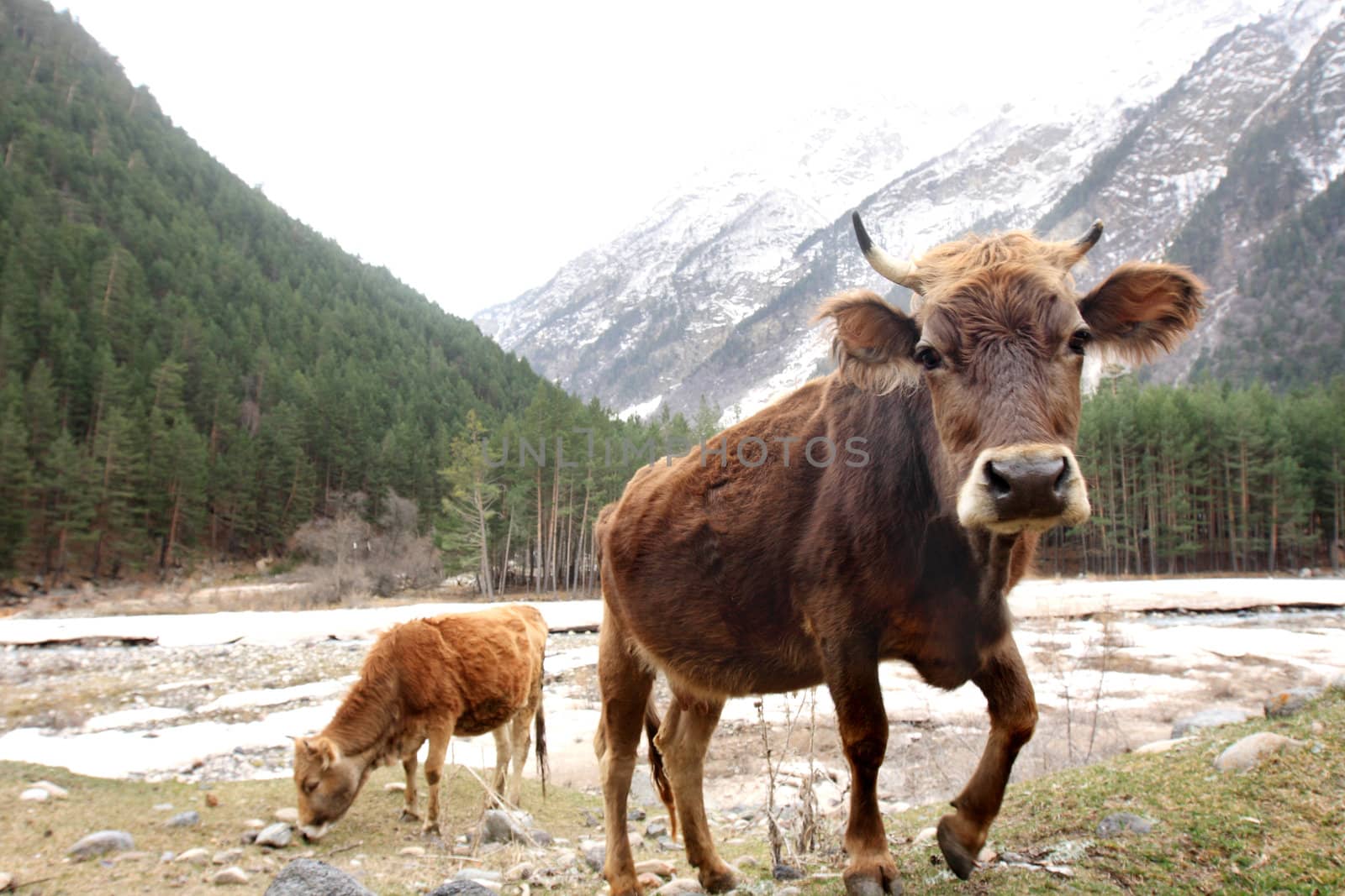 Cows on the meadow in front of Caucasus Mountains