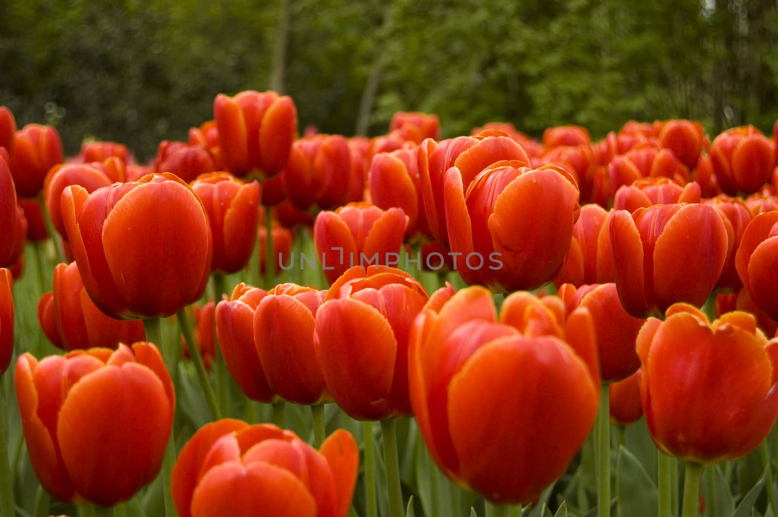 field of red tulips