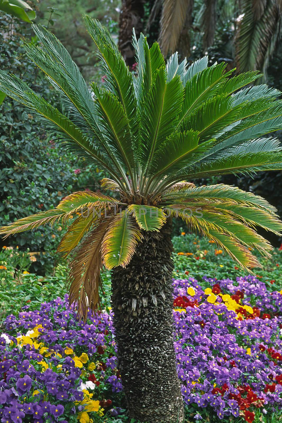 Palm. Palme, Sanremo, Ligurien, Liguria