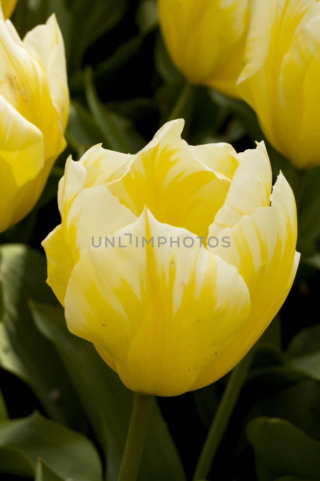 white and yellow tulip