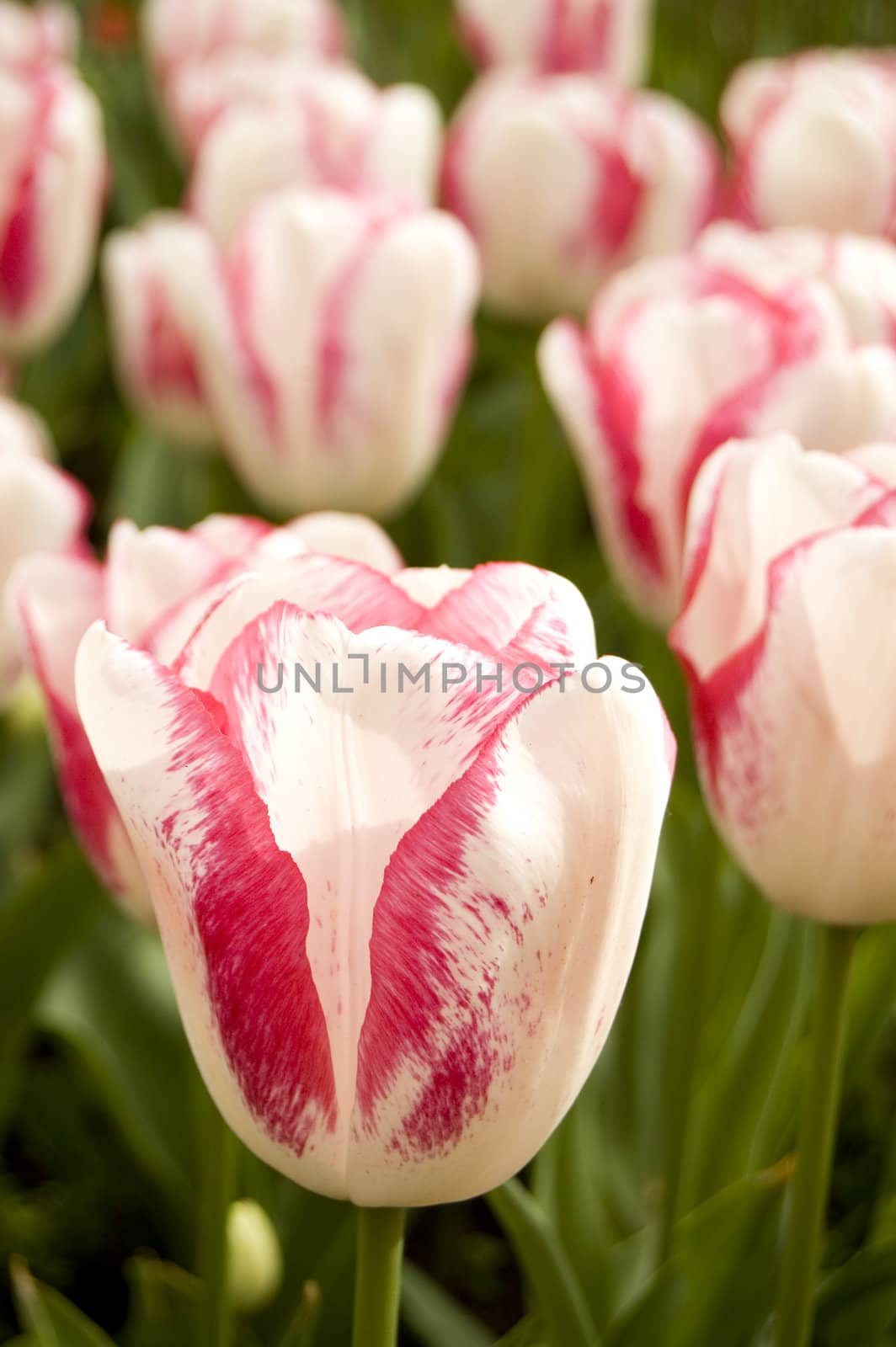 red and white tulip by ladyminnie