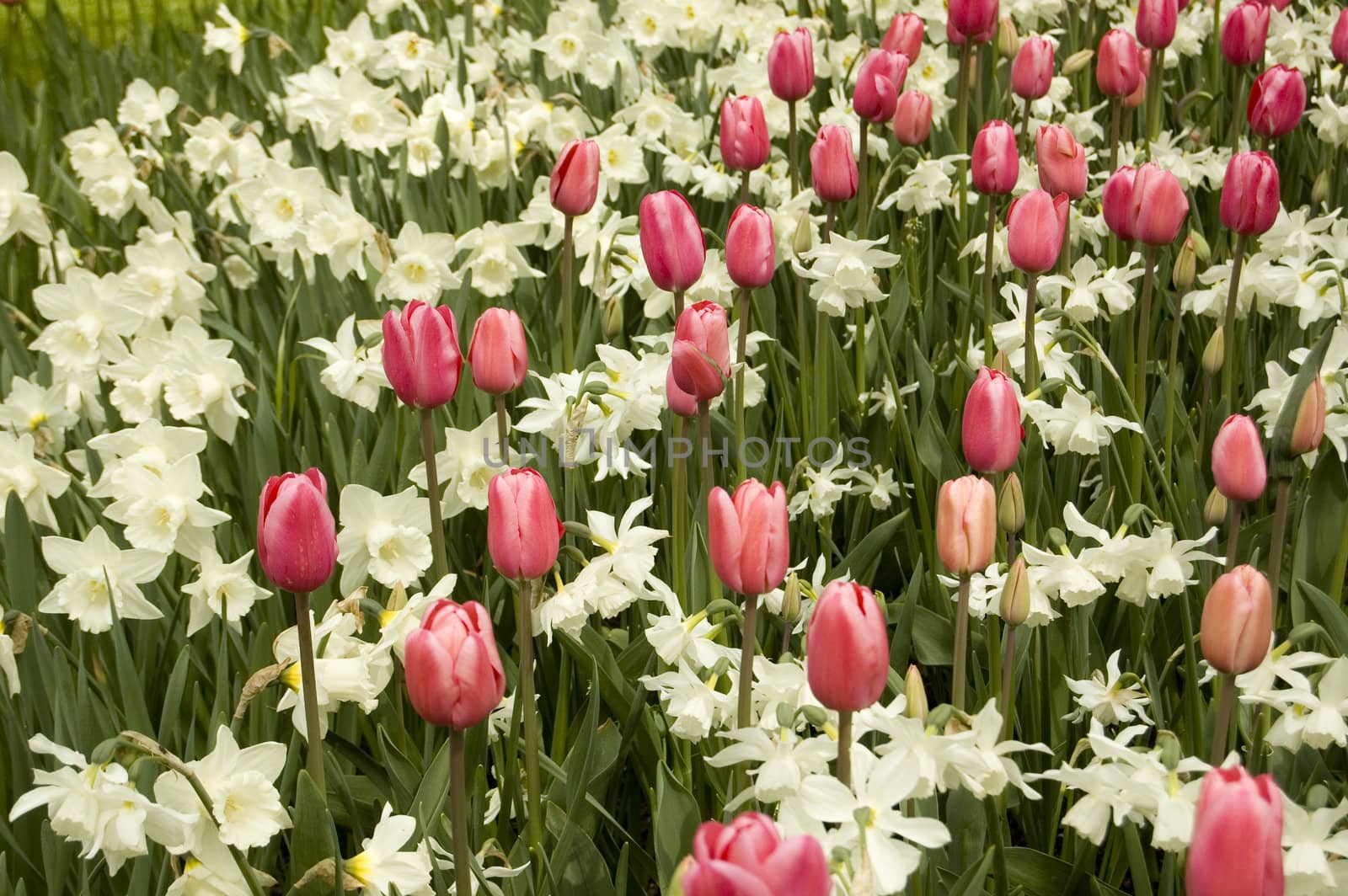 field of red tulips and white narcisses by ladyminnie