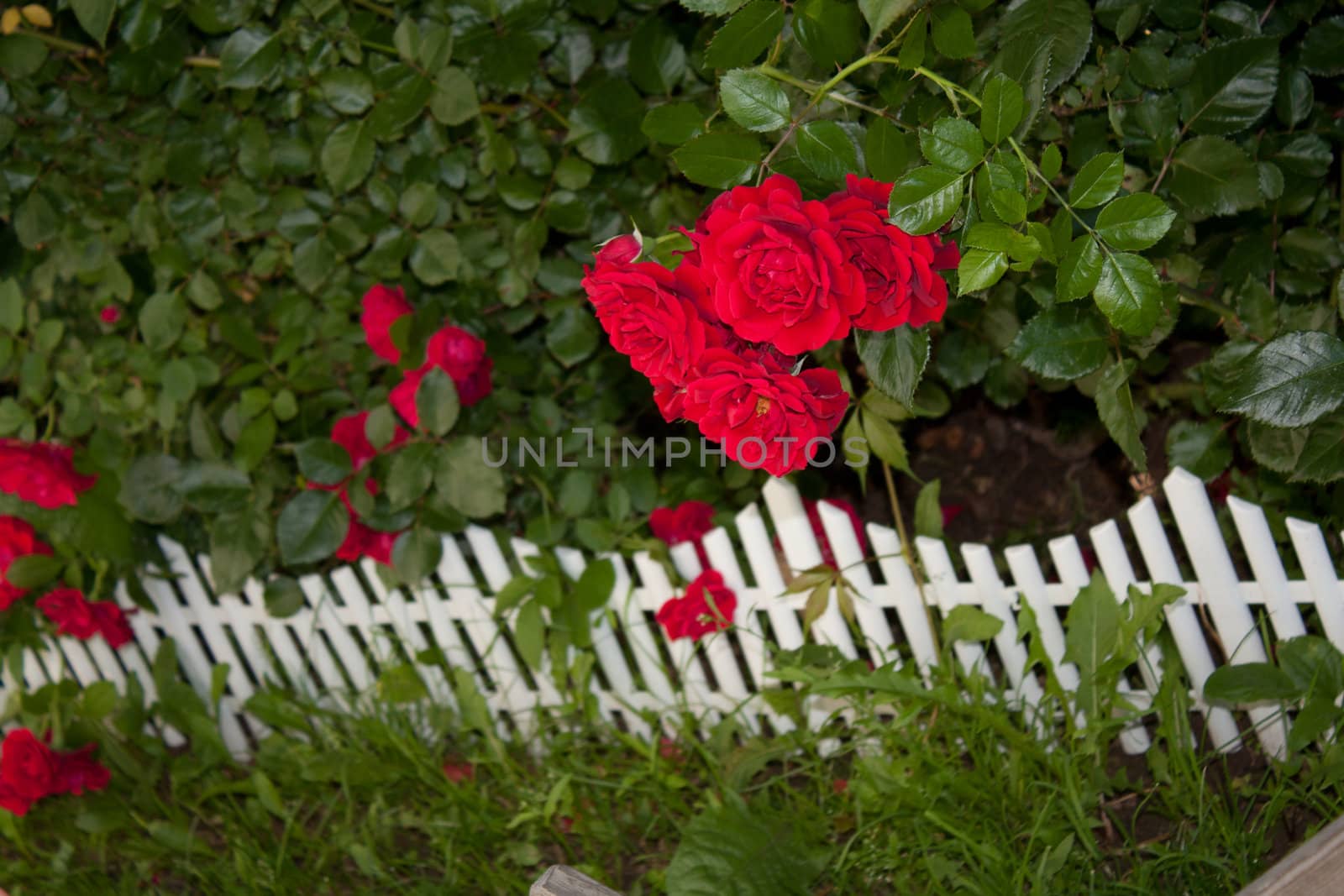 Red rose on a background of leaves