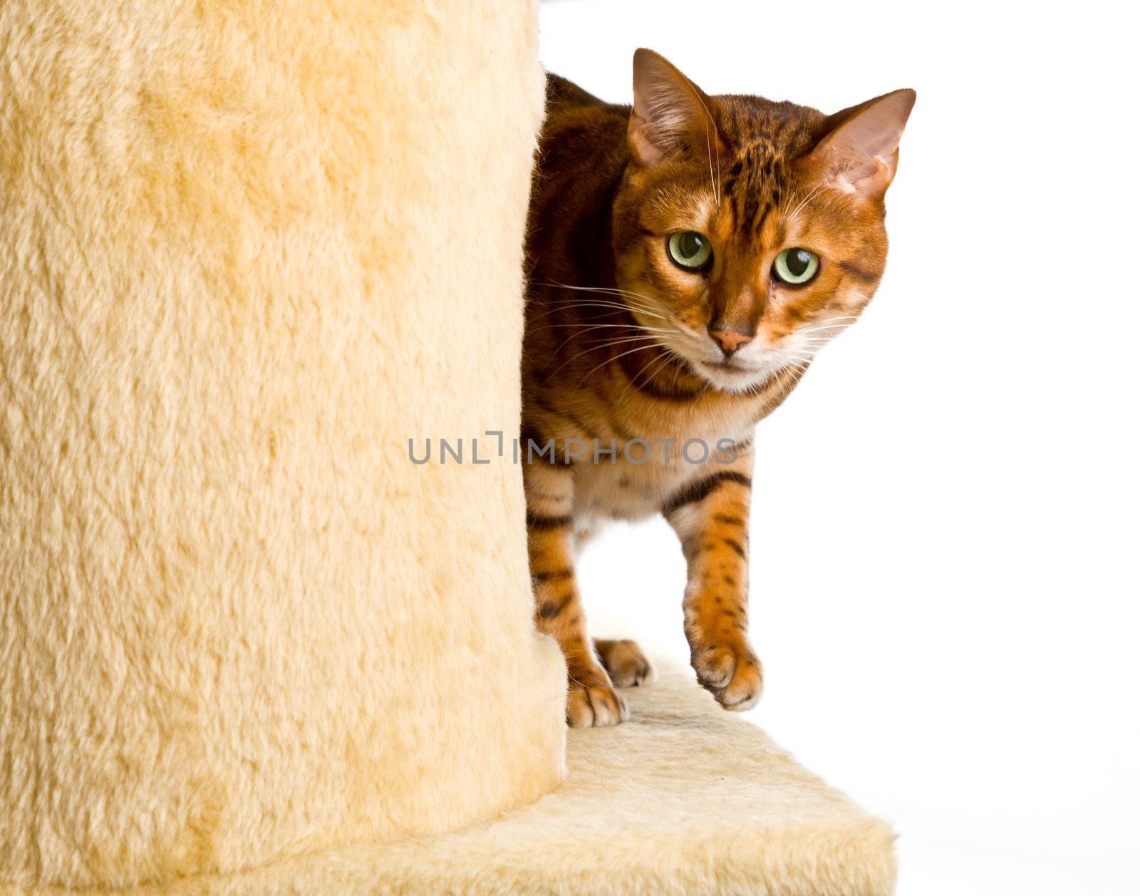 Golden colored bengal cat creeping around the side of wool covered climbing frame and peeping at the camera