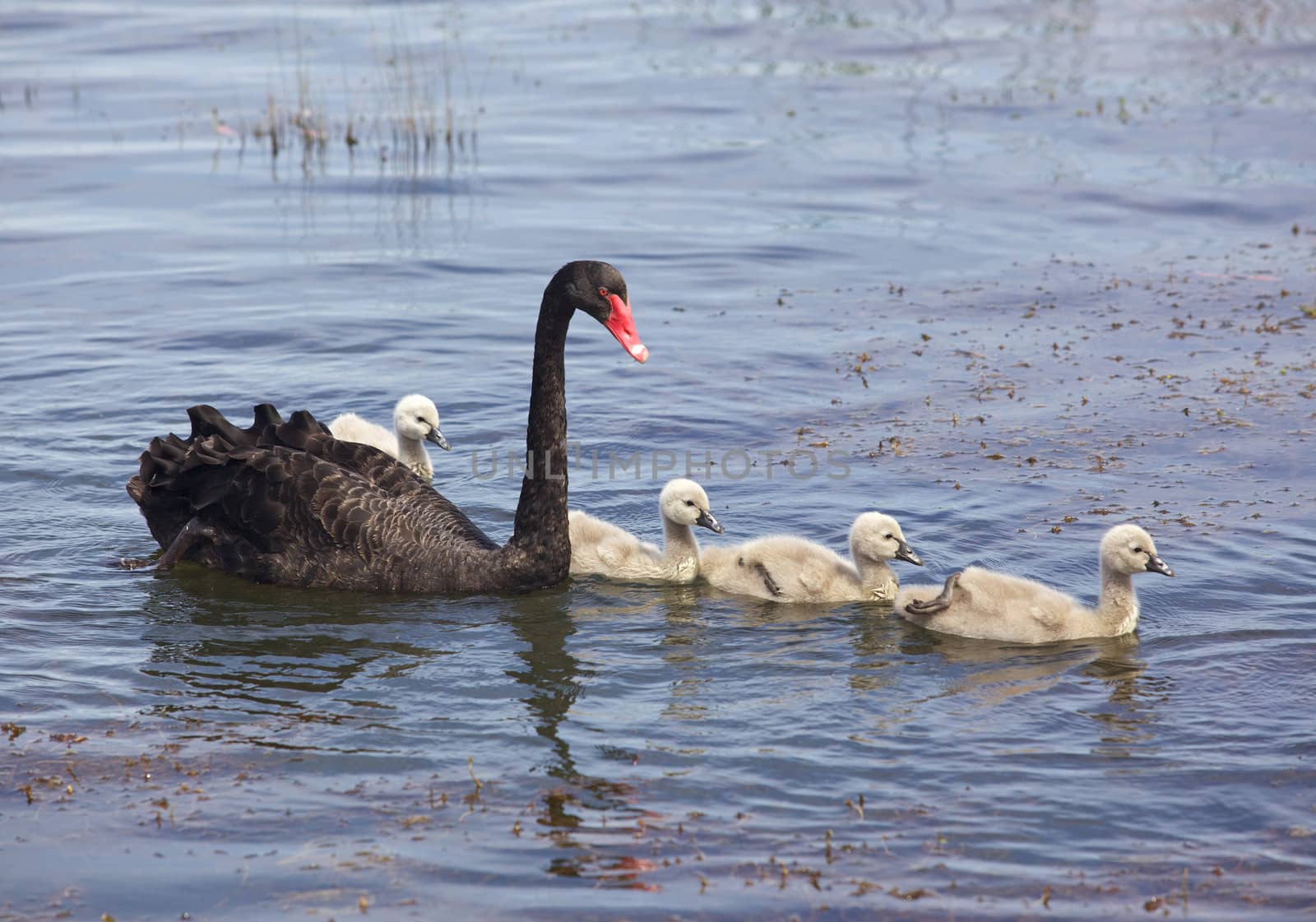 Black Swan by zambezi