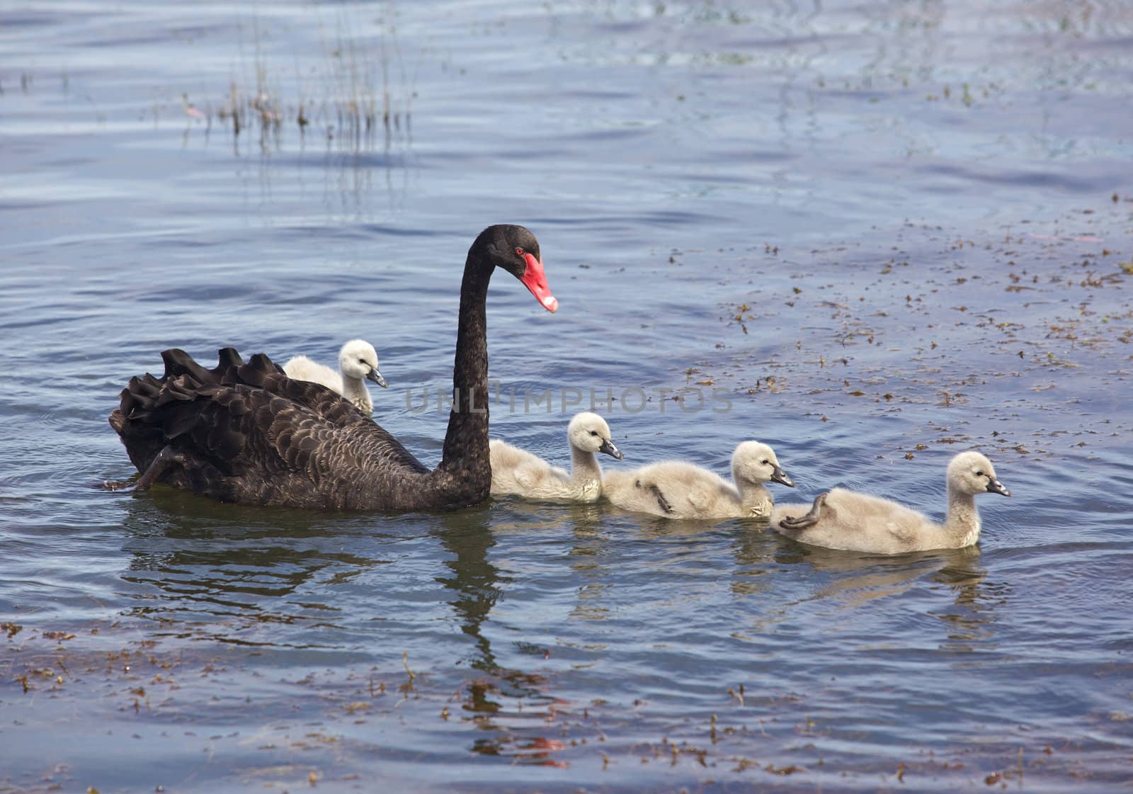 The Black Swan (Cygnus atratus) is one of Australia's best-known birds, breeding mainly in the south-east and south-west regions.