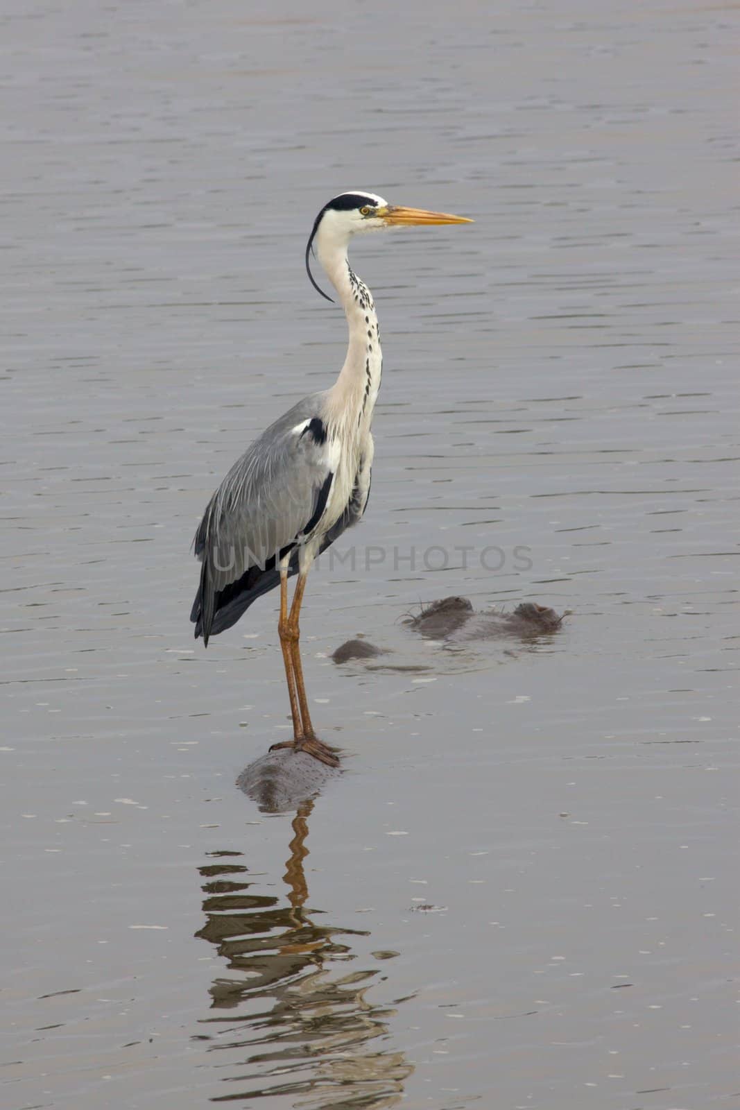 A Grey Heron, perched on the back of a Hippopotamus, in the Kruger National Park, South Africa.