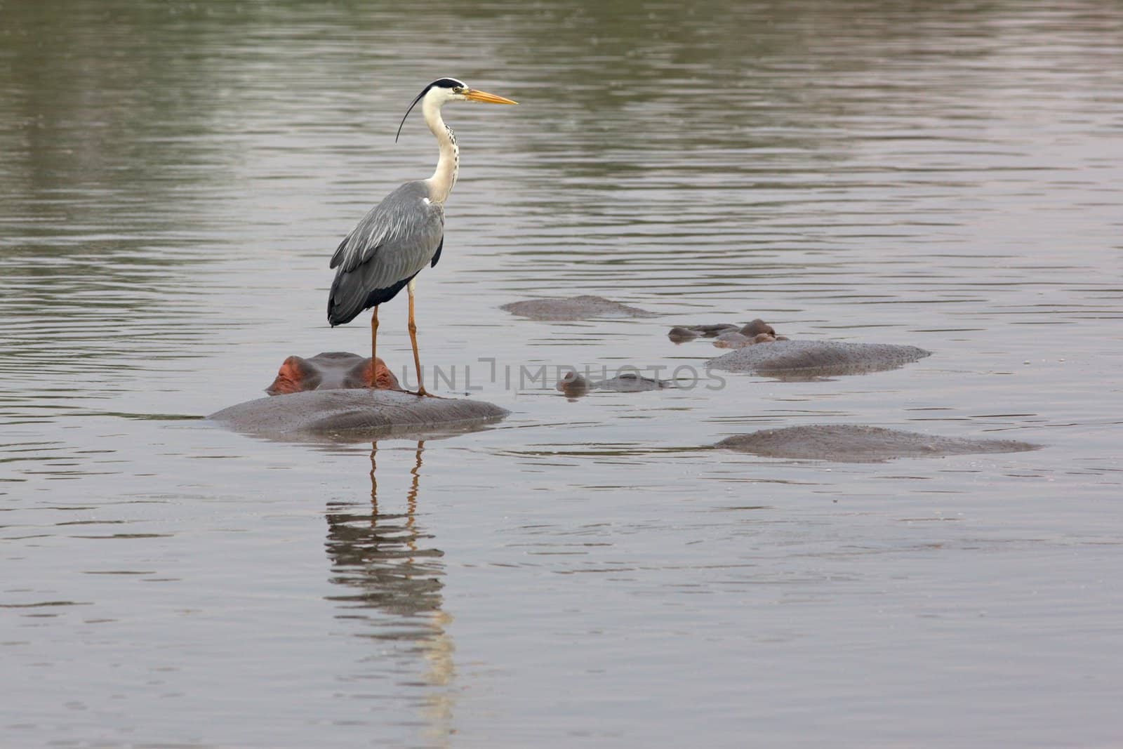 Heron on Hippo by zambezi