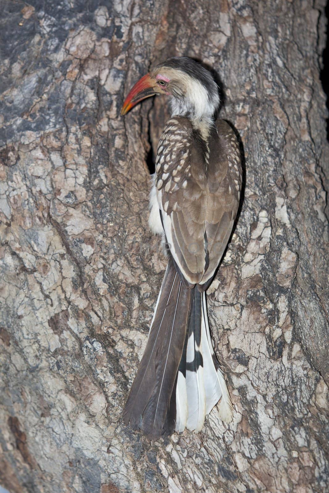 A Red-Billed Hornbill feeding chicks at its nest in the Kruger National Park, South Africa.