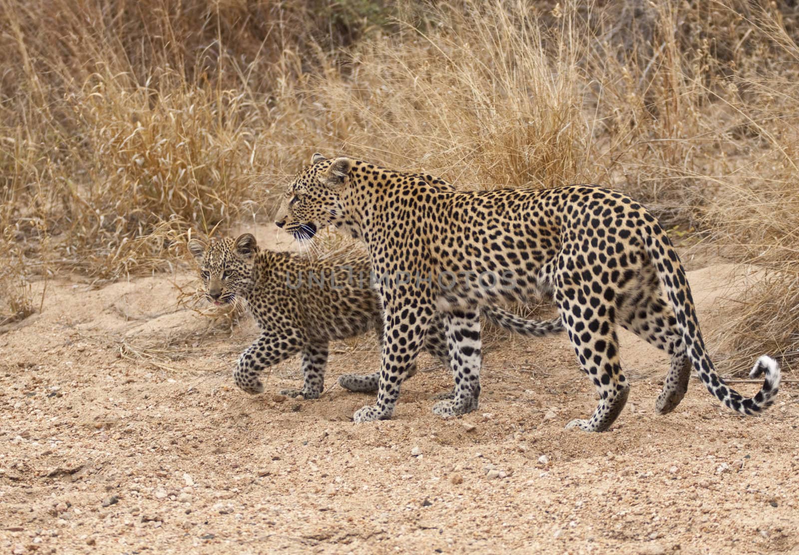 Female leopard (Panthera pardus) and cub walking along the sandy bed of a dried up seasonal river in Kruger National Park, South Africa