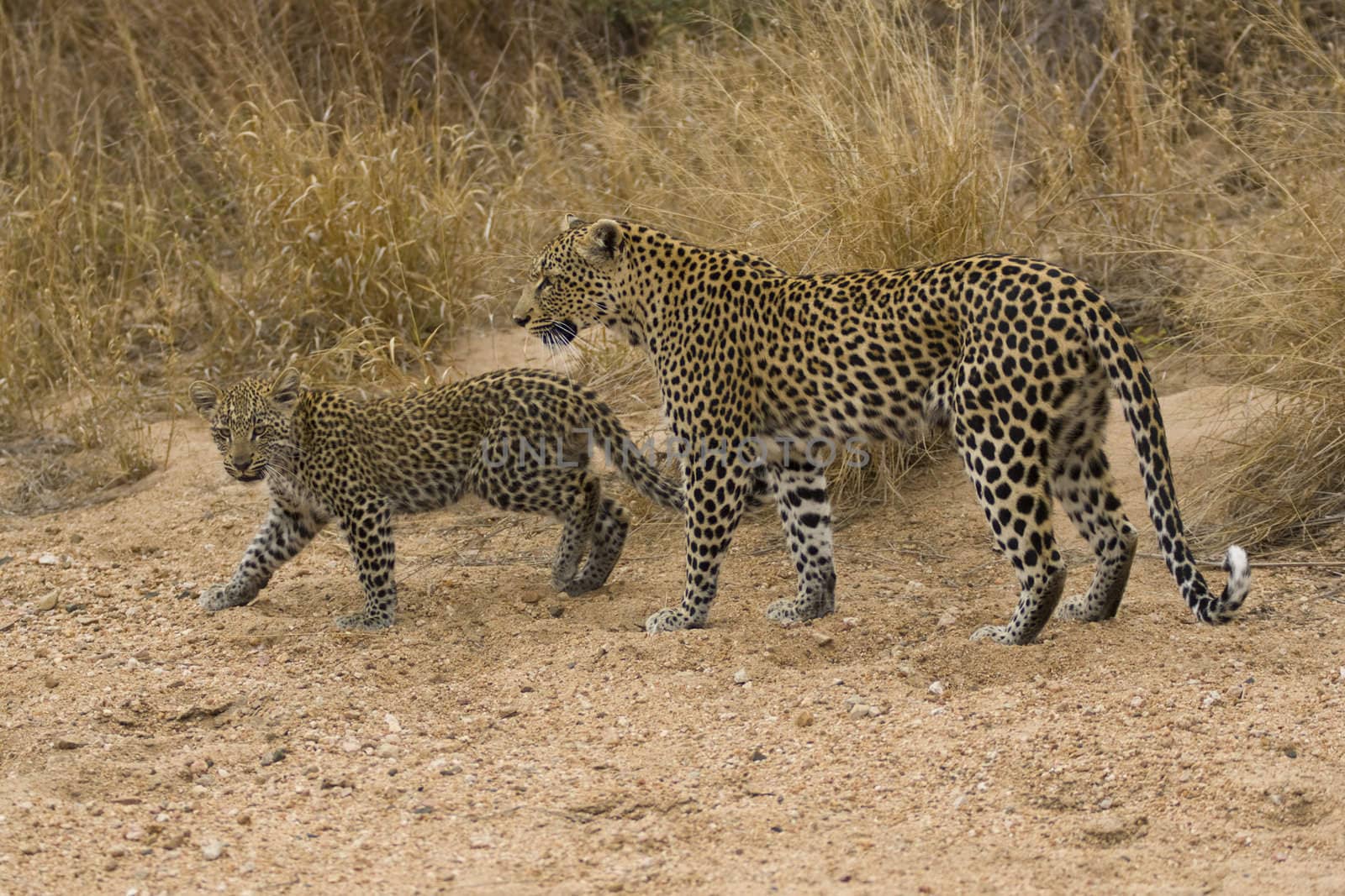 Female leopard (Panthera pardus) and cub walking along the sandy bed of a dried up seasonal river in Kruger National Park, South Africa