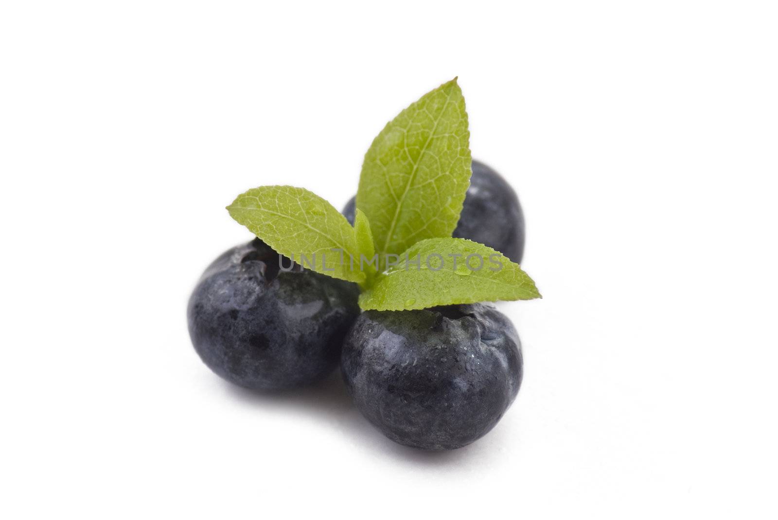 Fresh blueberries with green leaves on the white bacground