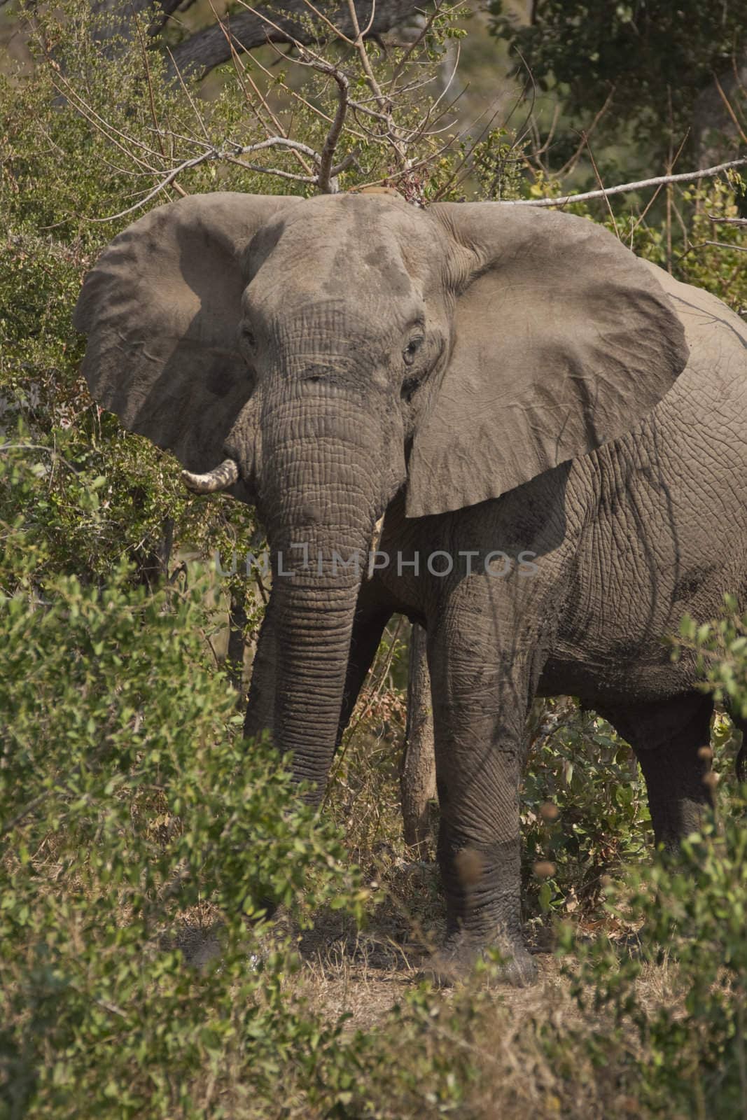 African elephant (Loxodonta africana) in woodland in Kruger National Park, South Africa