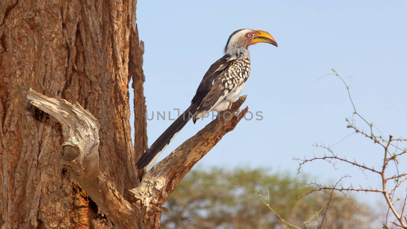 A Southern Yellow-Billed Hornbill in the Kruger National Park, South Africa.